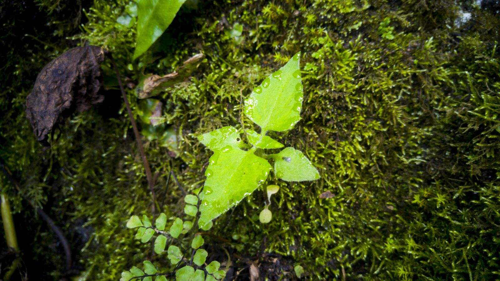 LG G4 sample photo. Leaf, plant, nature photography