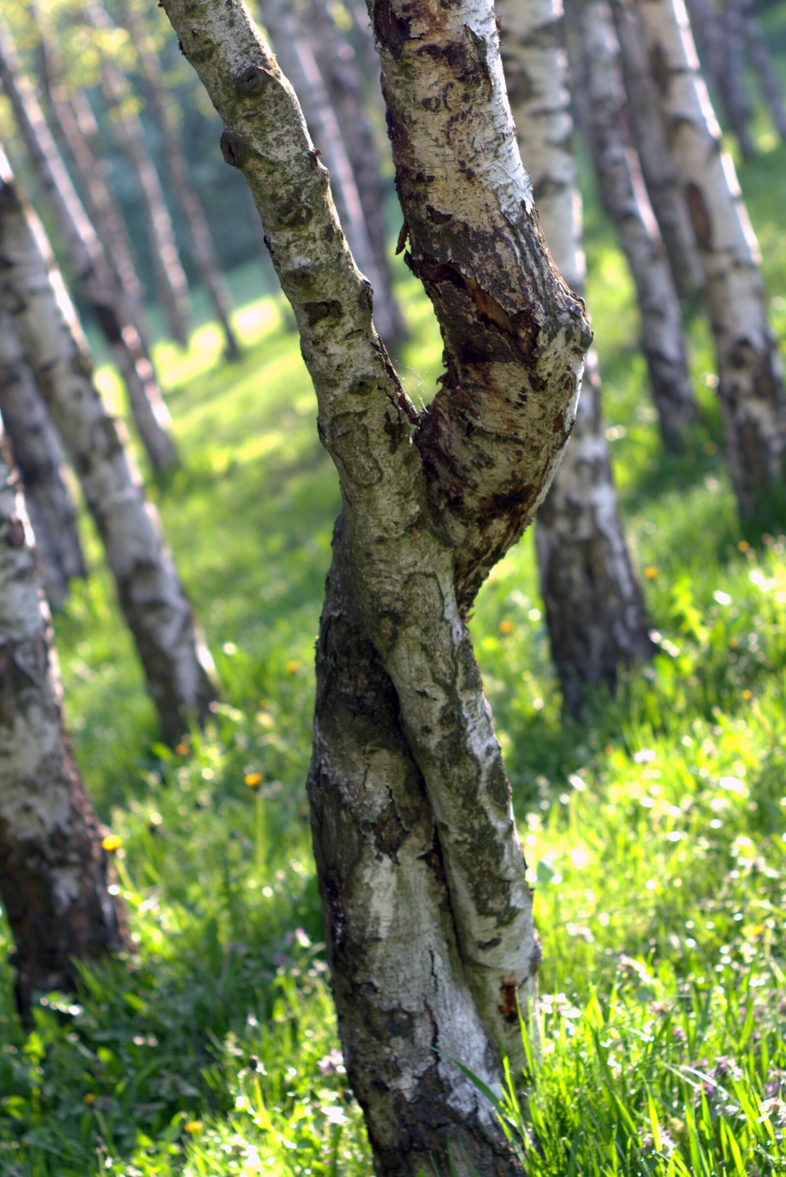 Pentax K-S2 sample photo. Birch, intertwined, tree photography