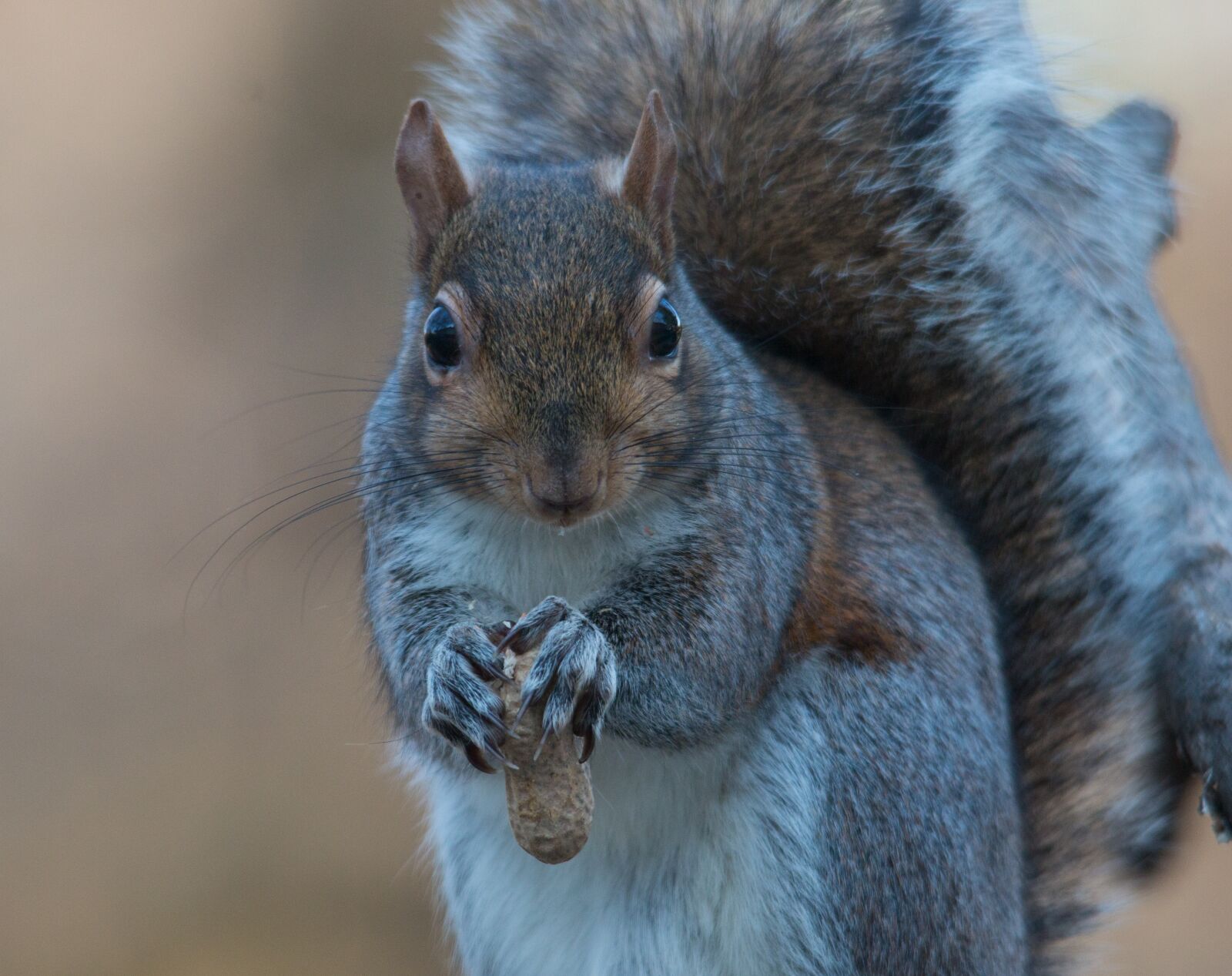 Canon EOS 70D sample photo. Squirrel, grey, eating photography