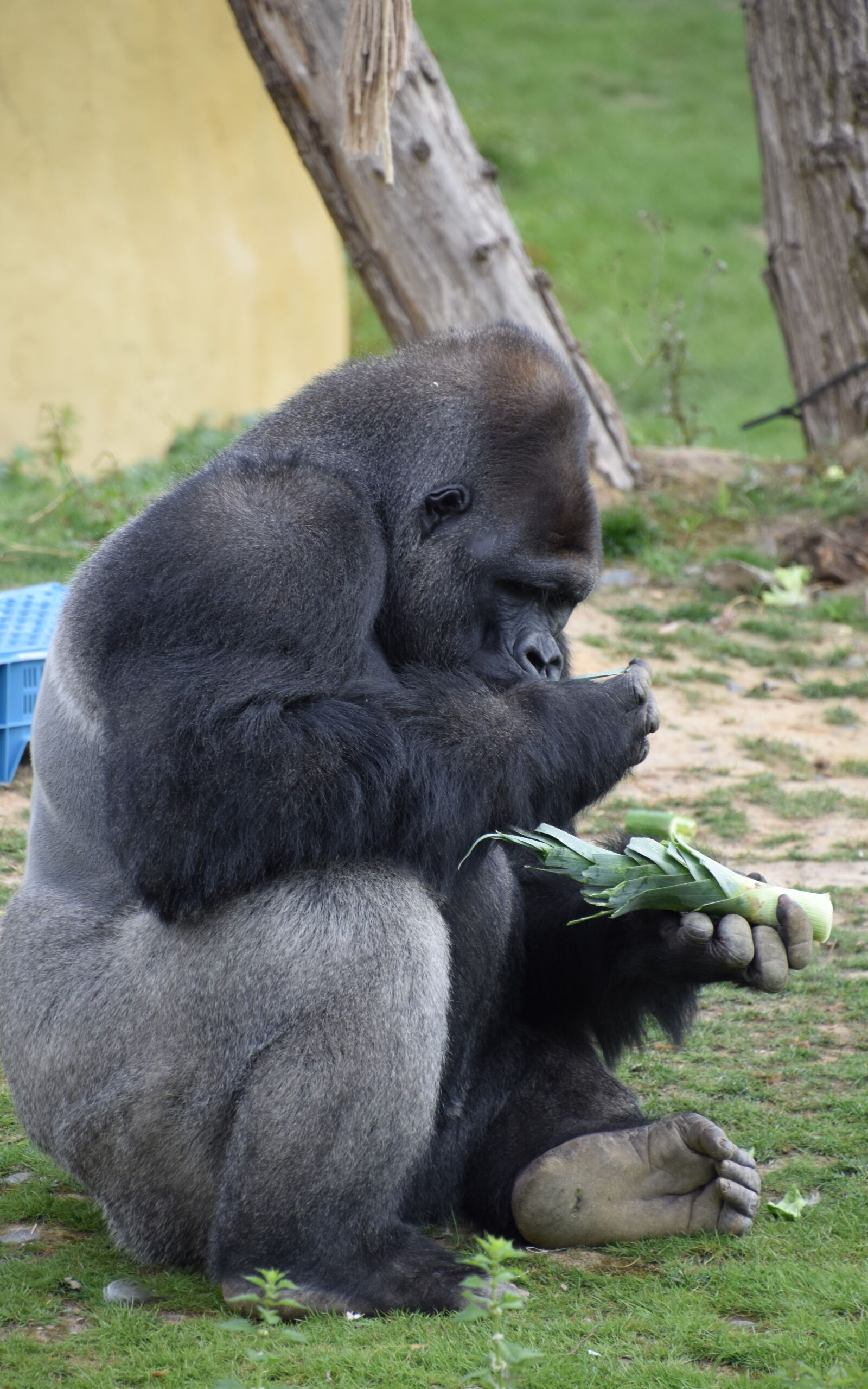 Nikon D5600 sample photo. Gorilla, primate, monkey photography