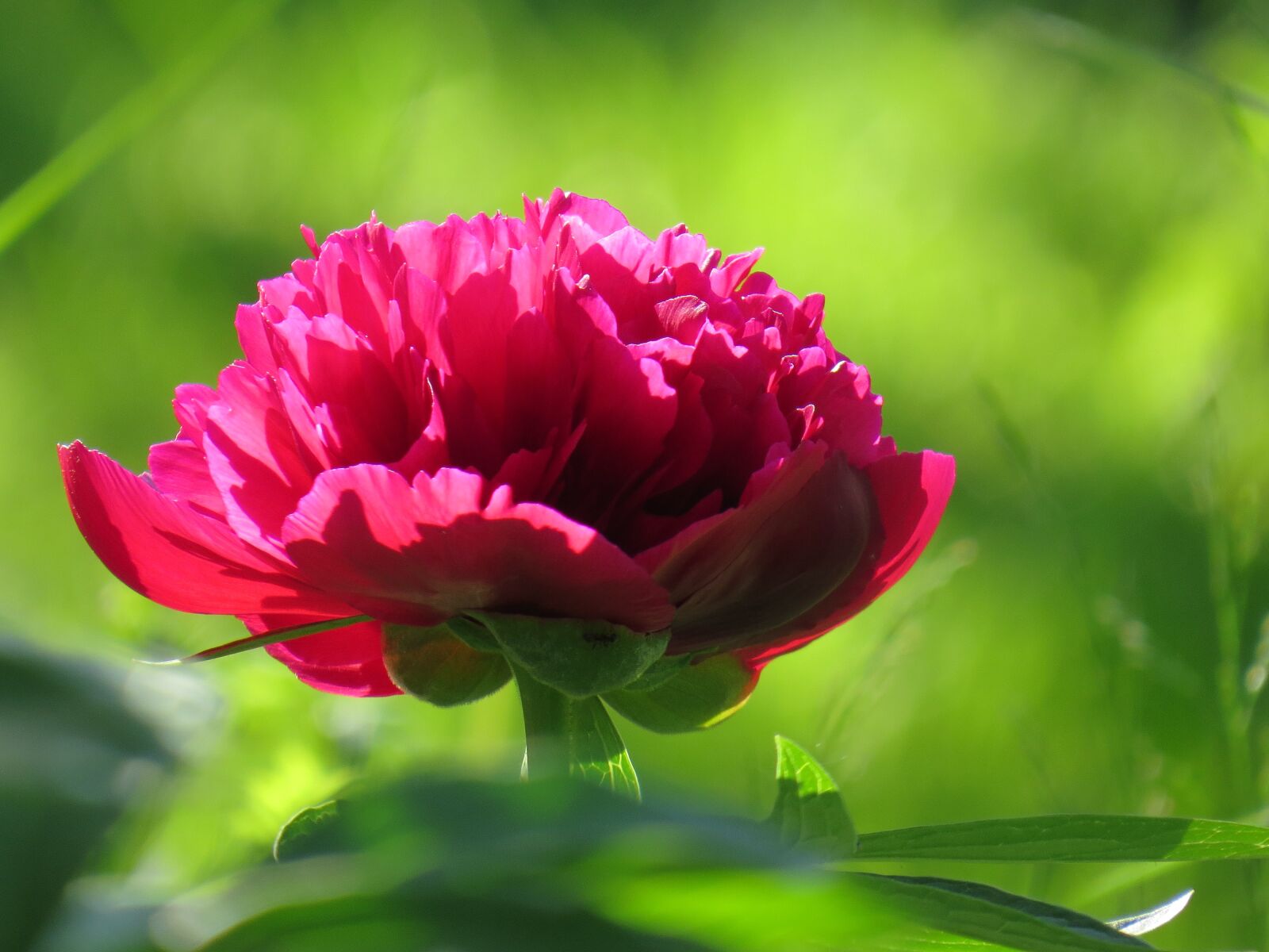 Canon PowerShot SX50 HS sample photo. Peony, flower, summer photography