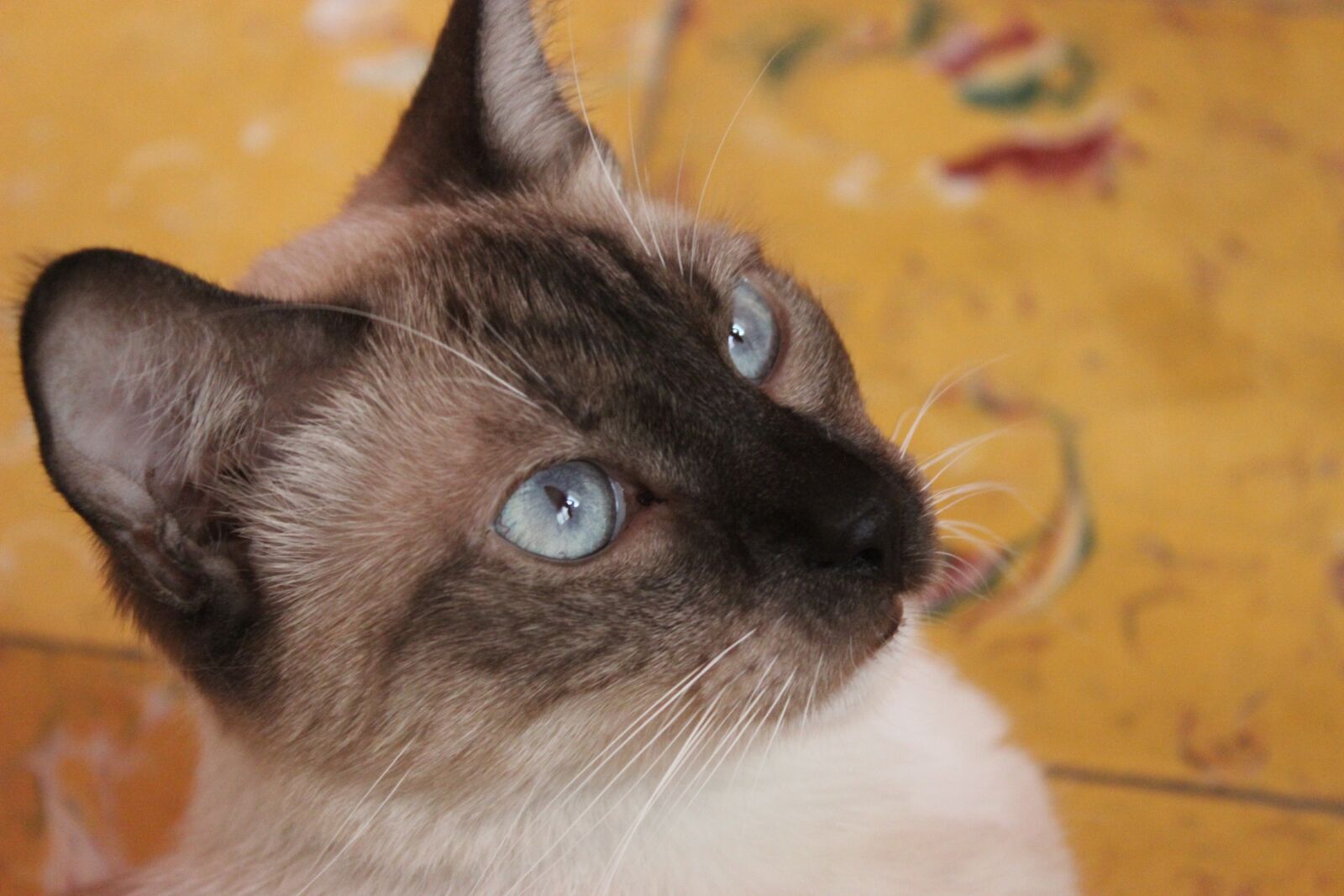 Canon EOS 600D (Rebel EOS T3i / EOS Kiss X5) sample photo. Cat, blue, beauty photography