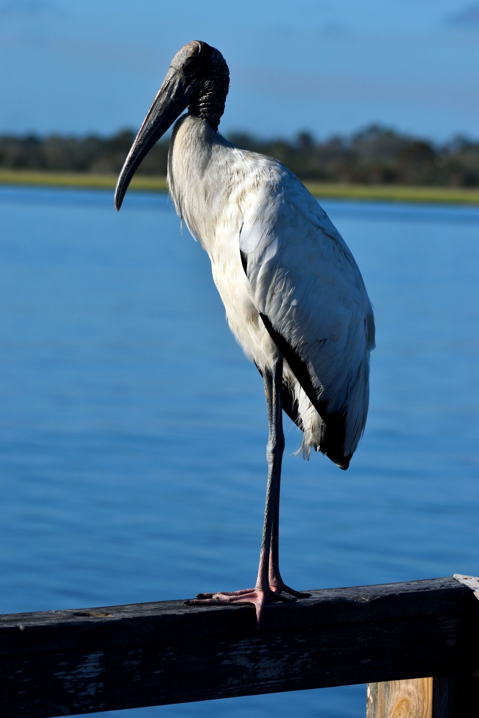 Nikon D3300 sample photo. Wood stork, bird, avian photography