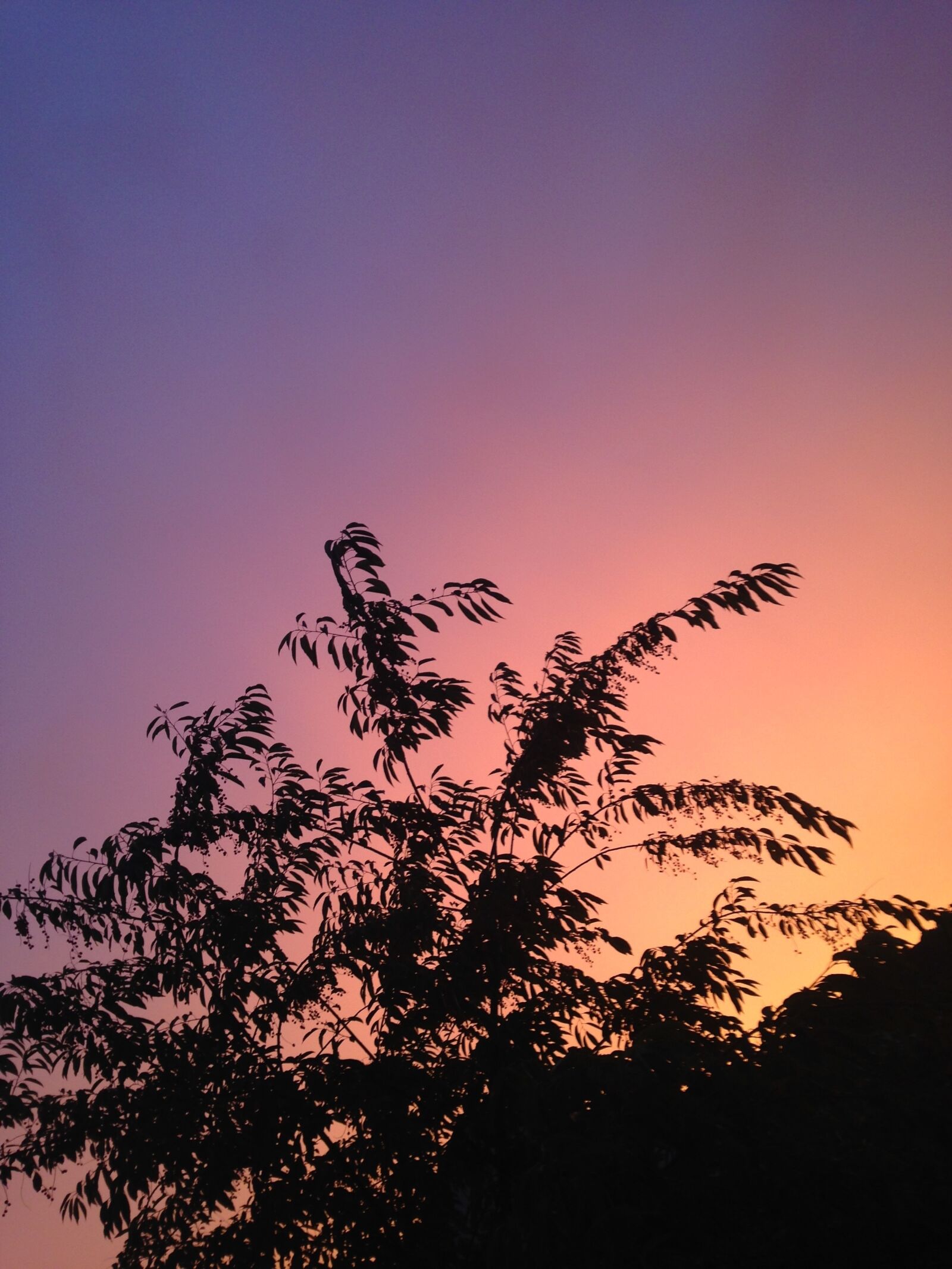 Apple iPhone 5c sample photo. Sky, plant, nature photography