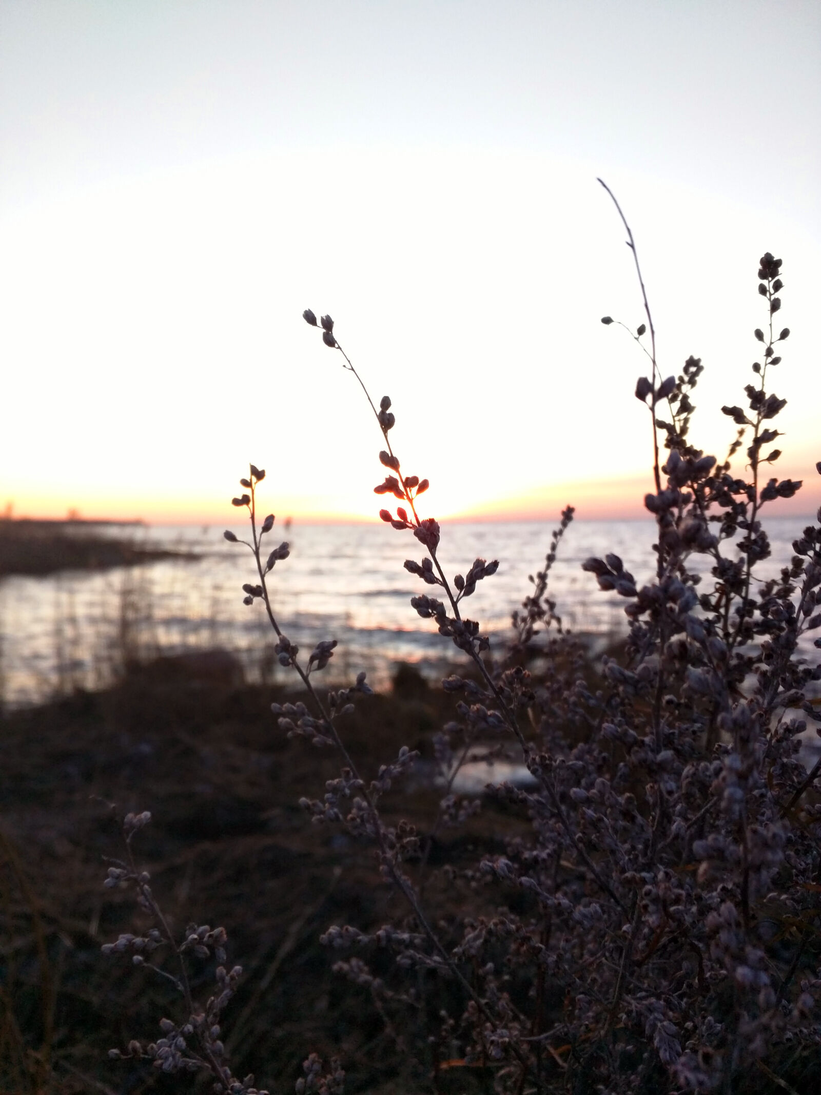 Motorola Nexus 6 sample photo. Crisp, flowers, ocean, oland photography