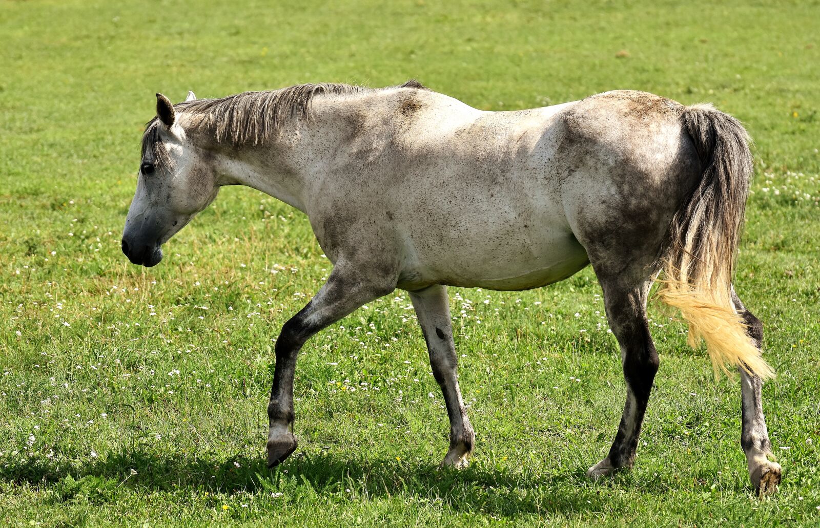 Nikon D7200 sample photo. Mold, horse, love for photography