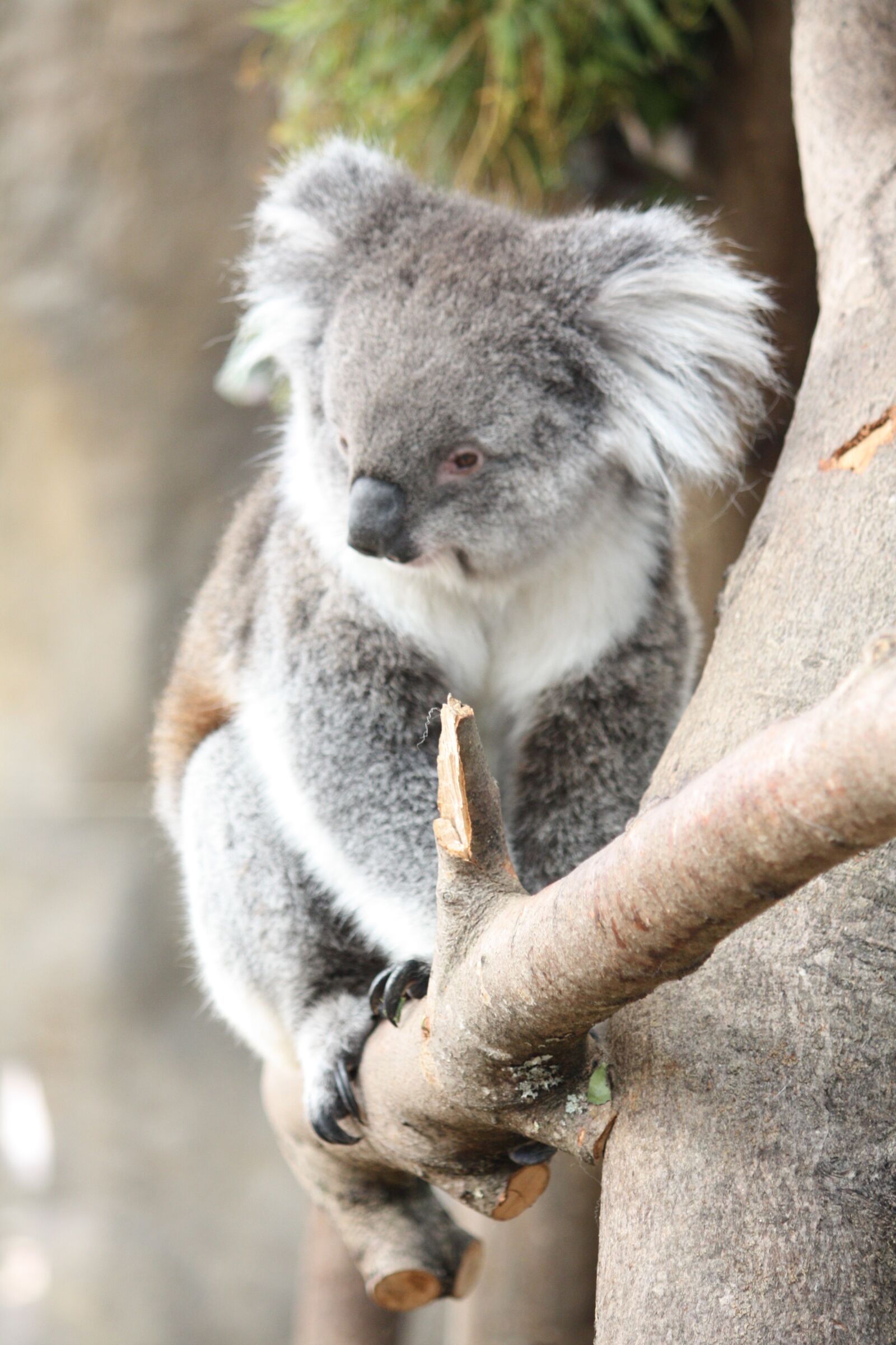 Canon EOS 450D (EOS Rebel XSi / EOS Kiss X2) sample photo. Kuala, australia, animal photography