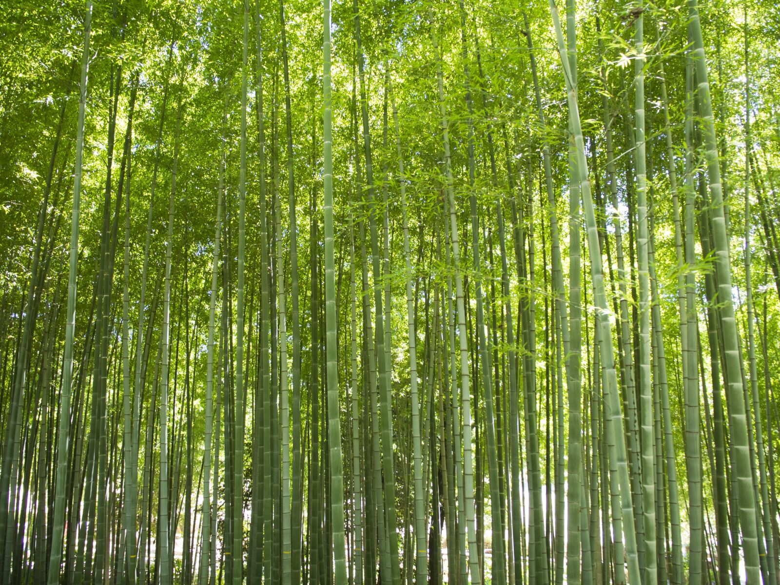 Olympus PEN E-PL6 + Olympus M.Zuiko Digital ED 14-42mm F3.5-5.6 EZ sample photo. Bamboo, forest, green photography