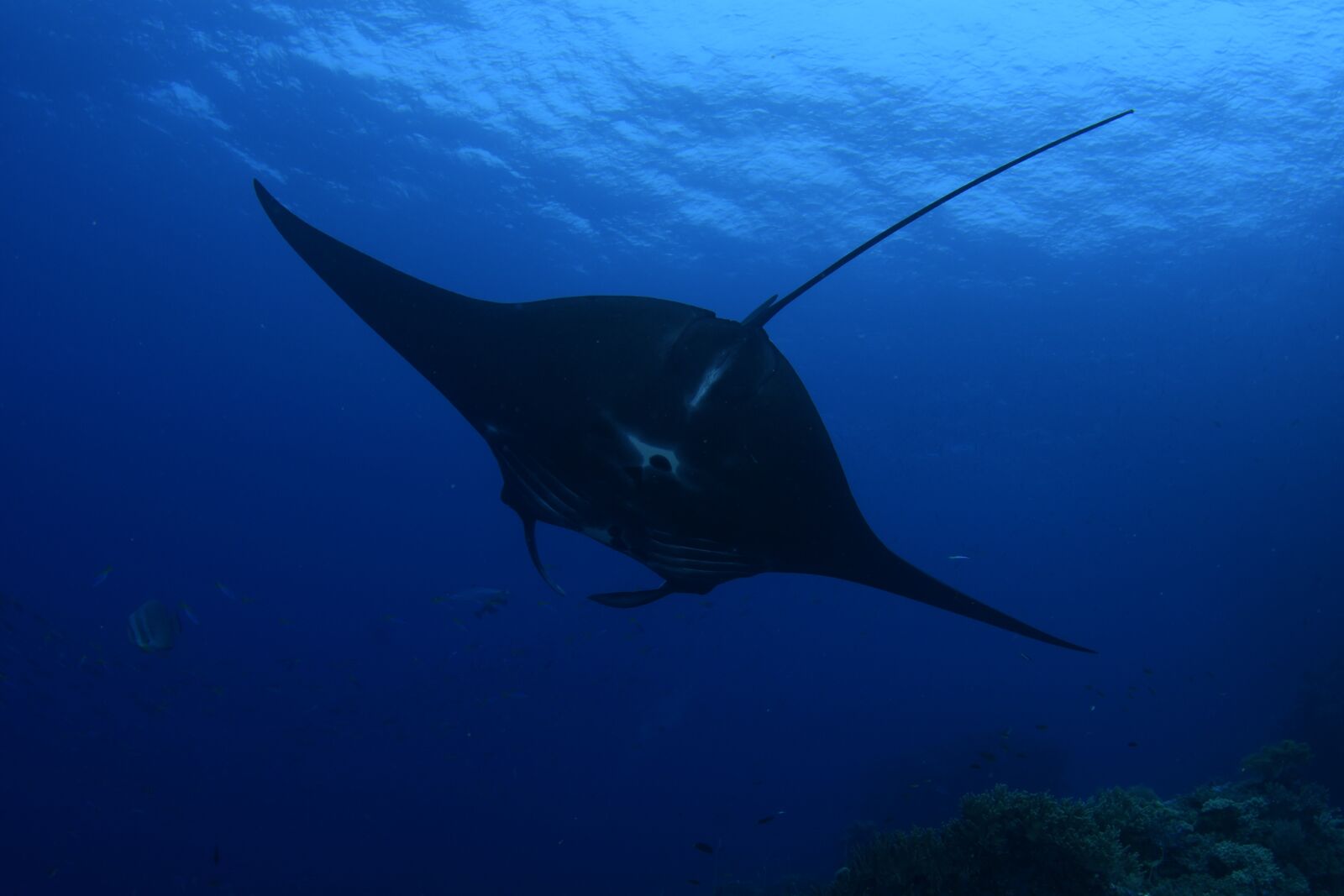 Nikon D500 sample photo. Fish, scuba diving, underwater photography
