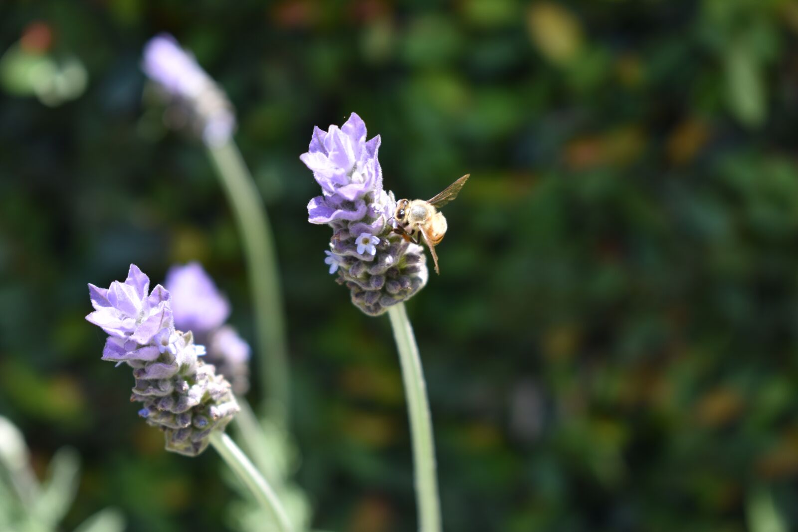 Nikon D5600 sample photo. Bee, abeja, naturaleza photography