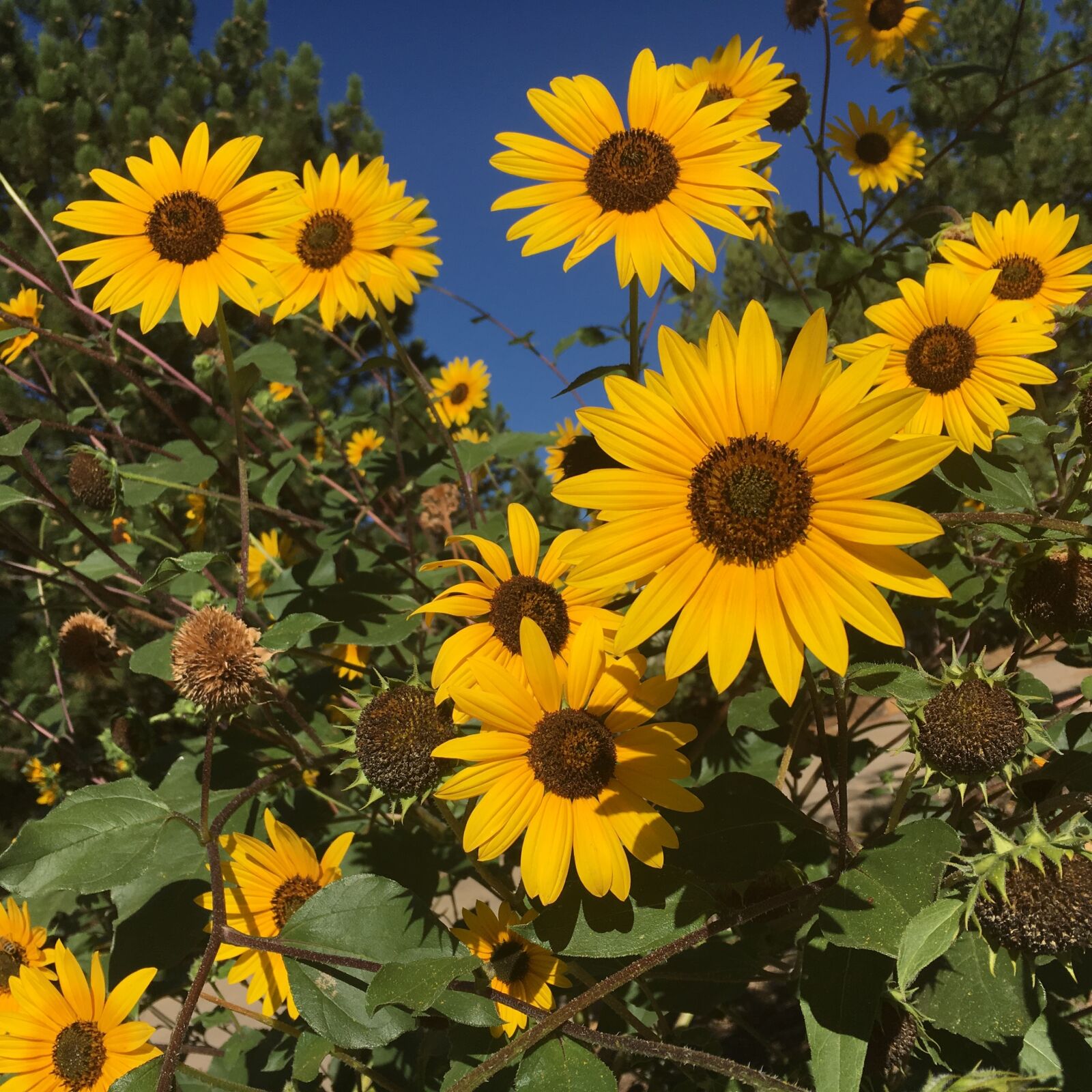 Apple iPhone 6s sample photo. Sunflowers, yellow, many flowers photography