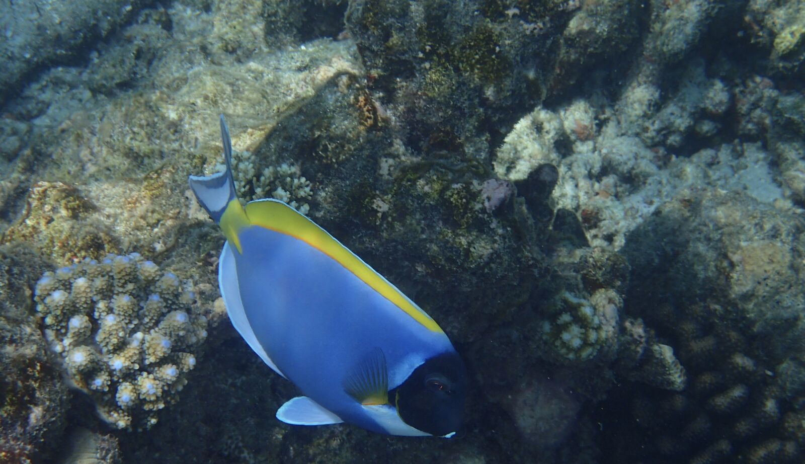 Olympus TG-3 sample photo. Sea, white-necked doctor fish photography