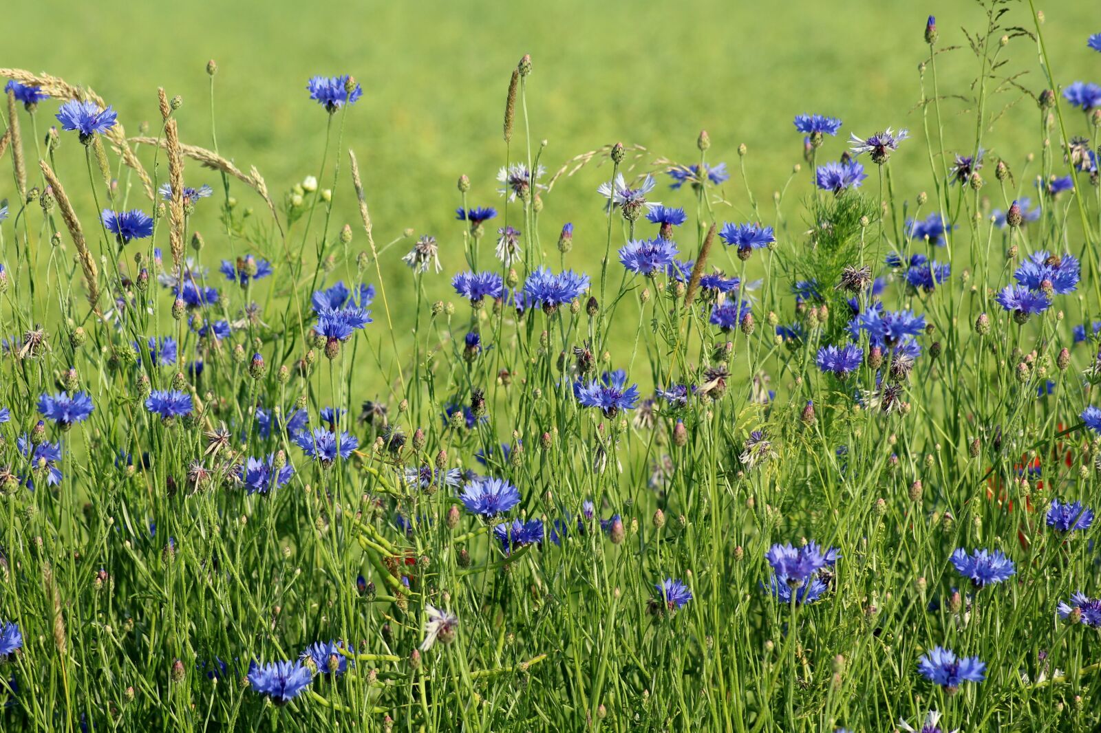 Canon EOS 1200D (EOS Rebel T5 / EOS Kiss X70 / EOS Hi) sample photo. Cornflowers, wildflowers, blue photography