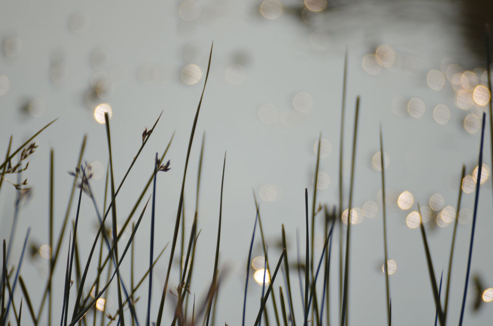 Nikon D7000 sample photo. Texture, juncos, water photography
