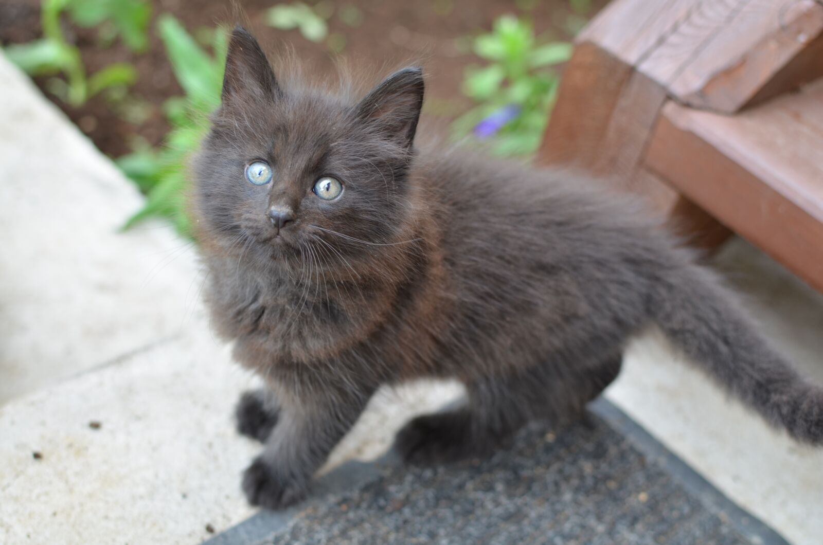 Nikon D5100 sample photo. Kitten, cute, feline photography