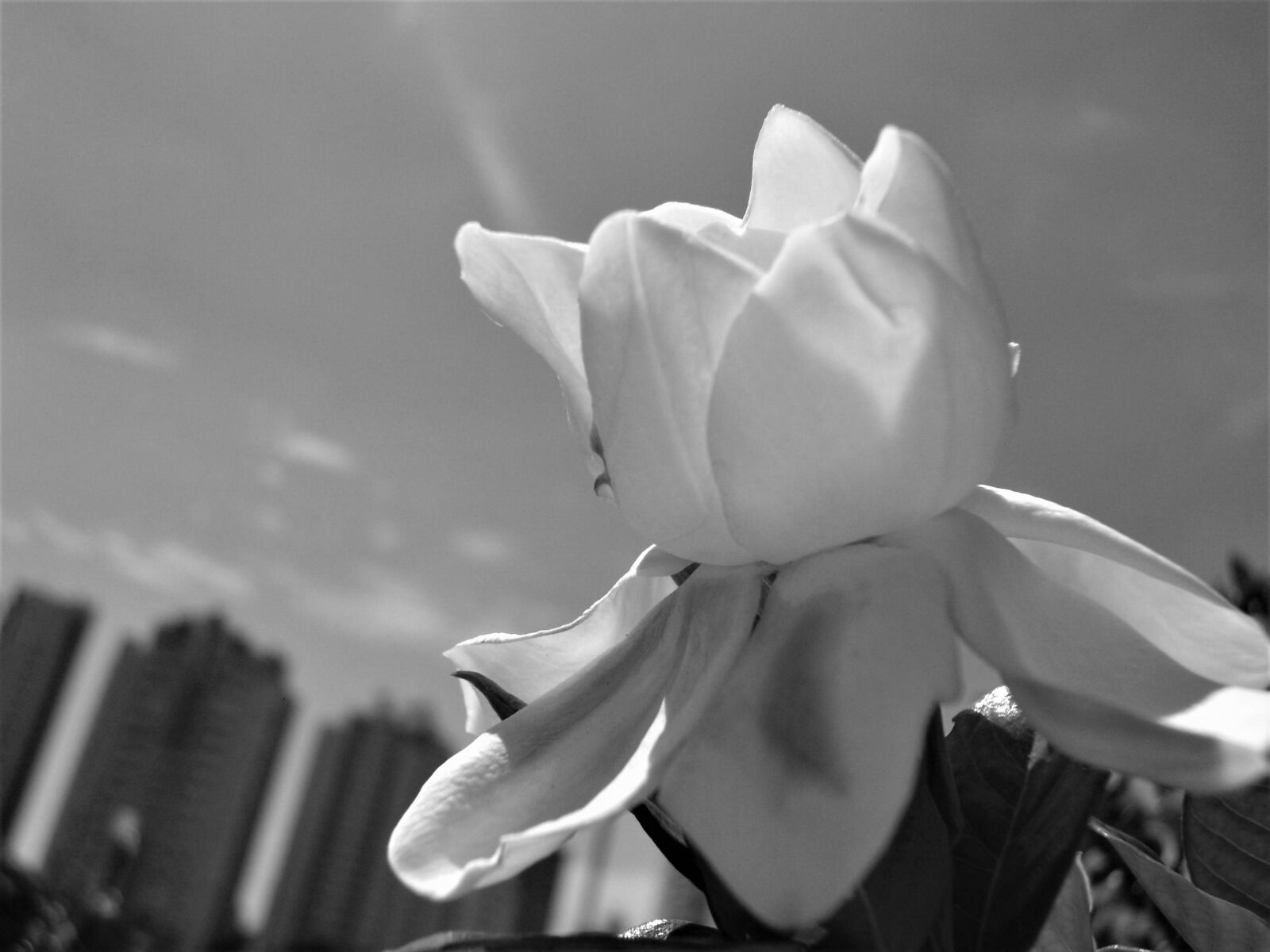 Sony Cyber-shot DSC-W510 sample photo. Flower, white, spring photography