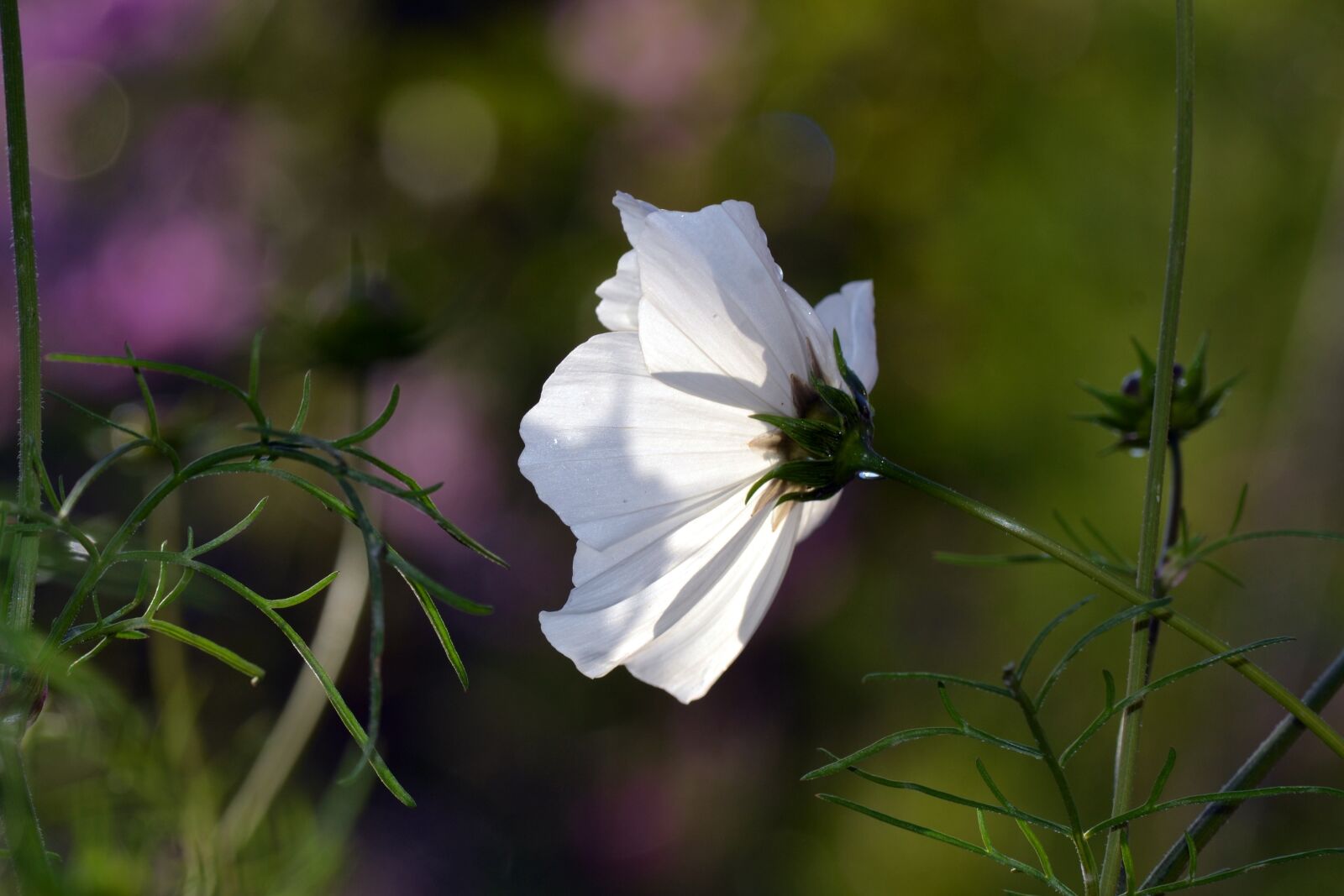Nikon D3100 sample photo. Cosmos, garden, summer photography