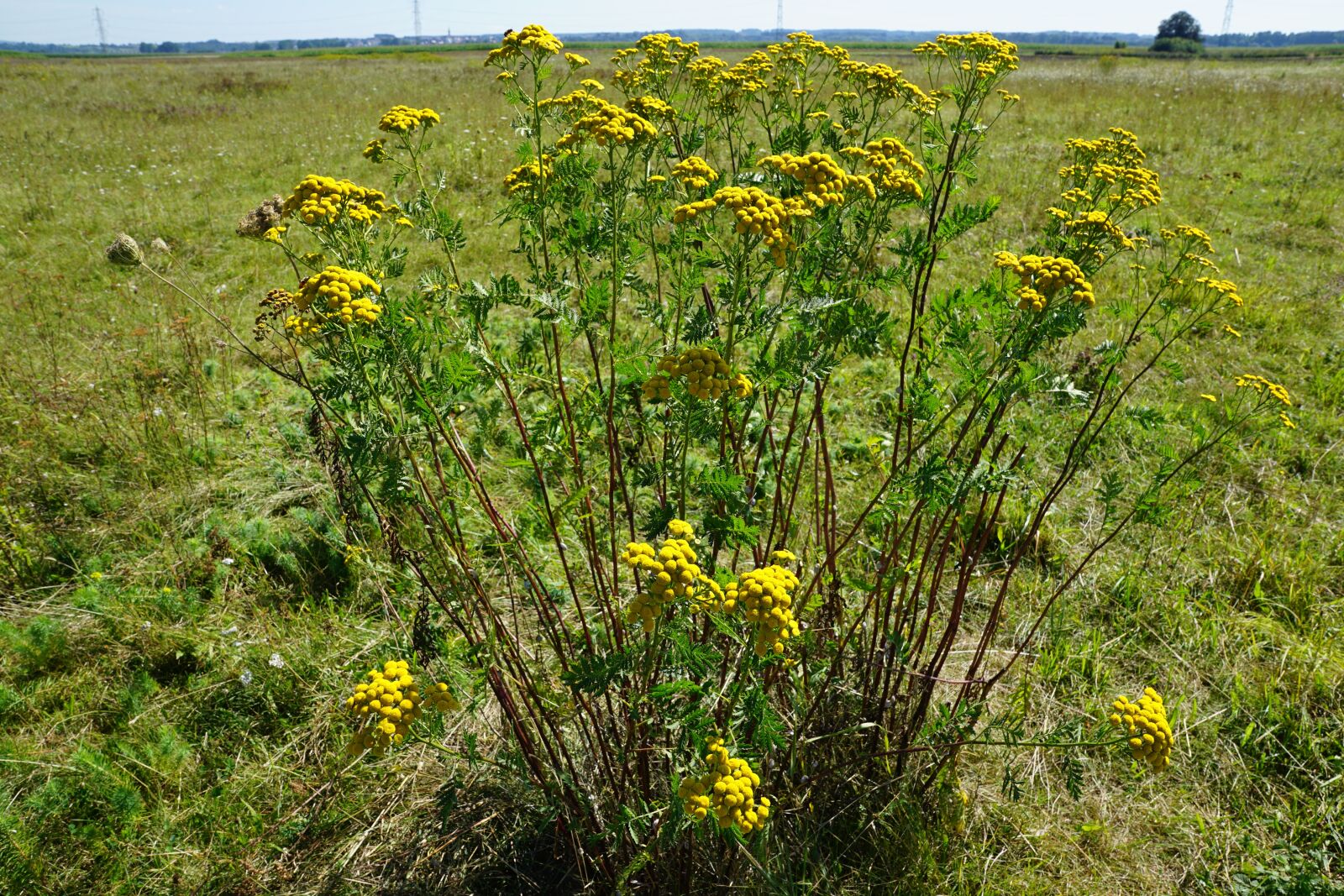 Sony DT 16-50mm F2.8 SSM sample photo. Tansy, medicinal plant, healthy photography