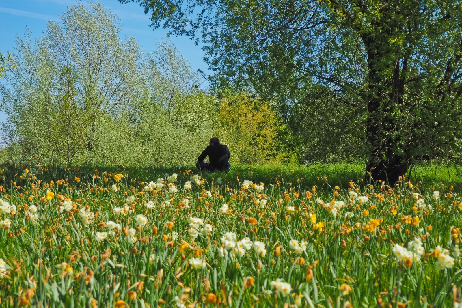 Olympus OM-D E-M10 sample photo. Flowers, nature, landscape photography