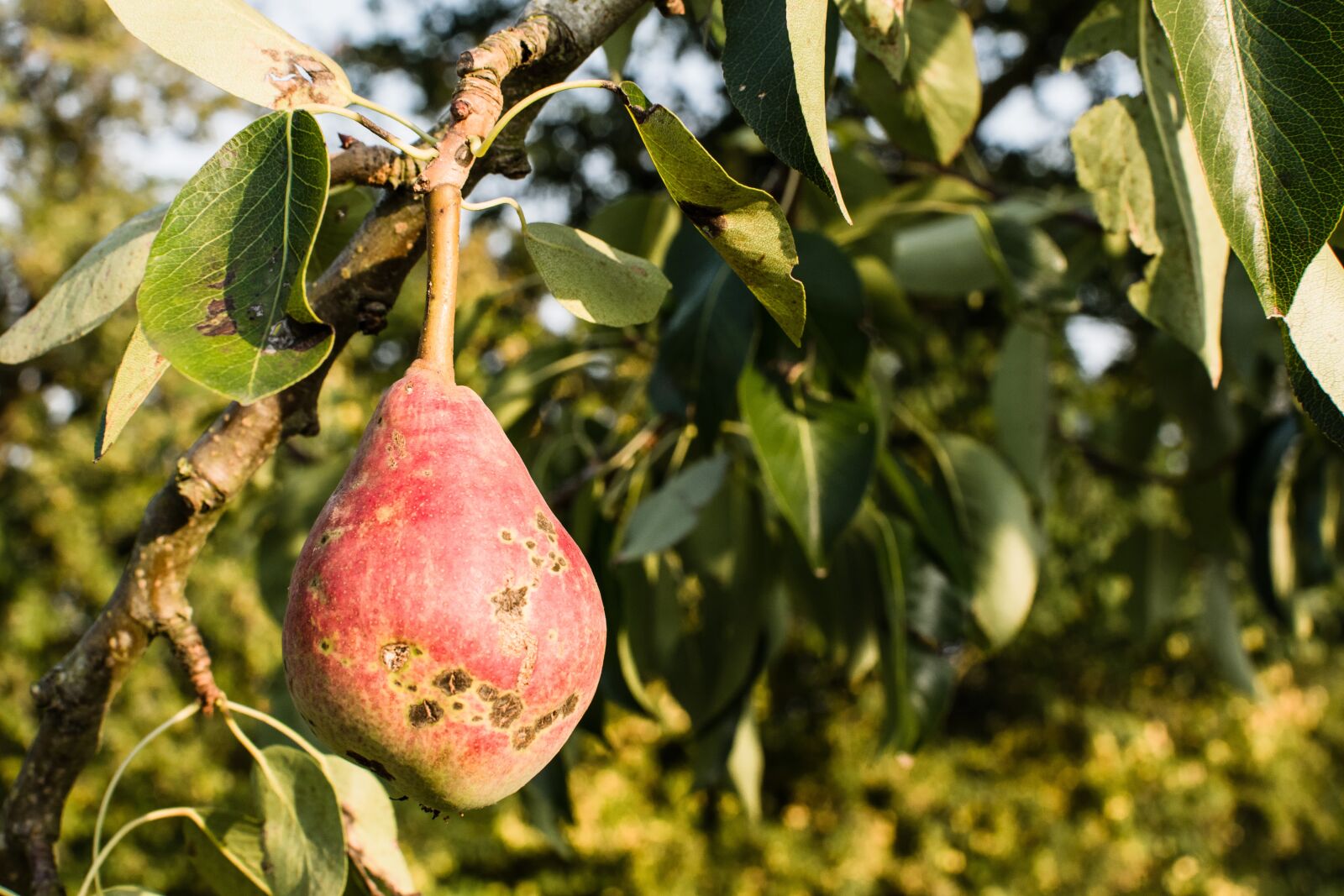 Nikon D3300 sample photo. Pear, tree, nature photography