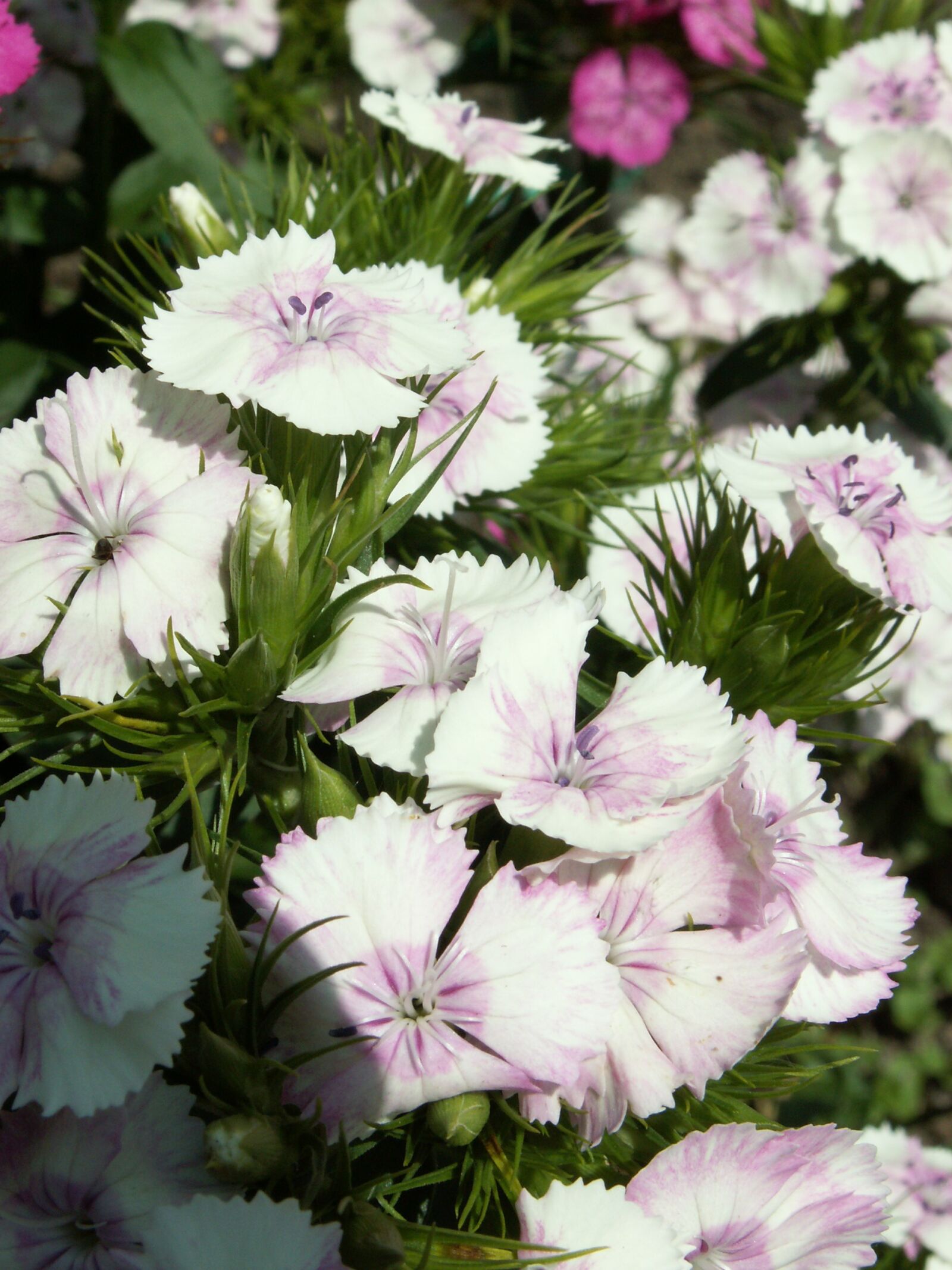 KONICA MINOLTA DiMAGE Z5 sample photo. Flowers, garden, spring photography