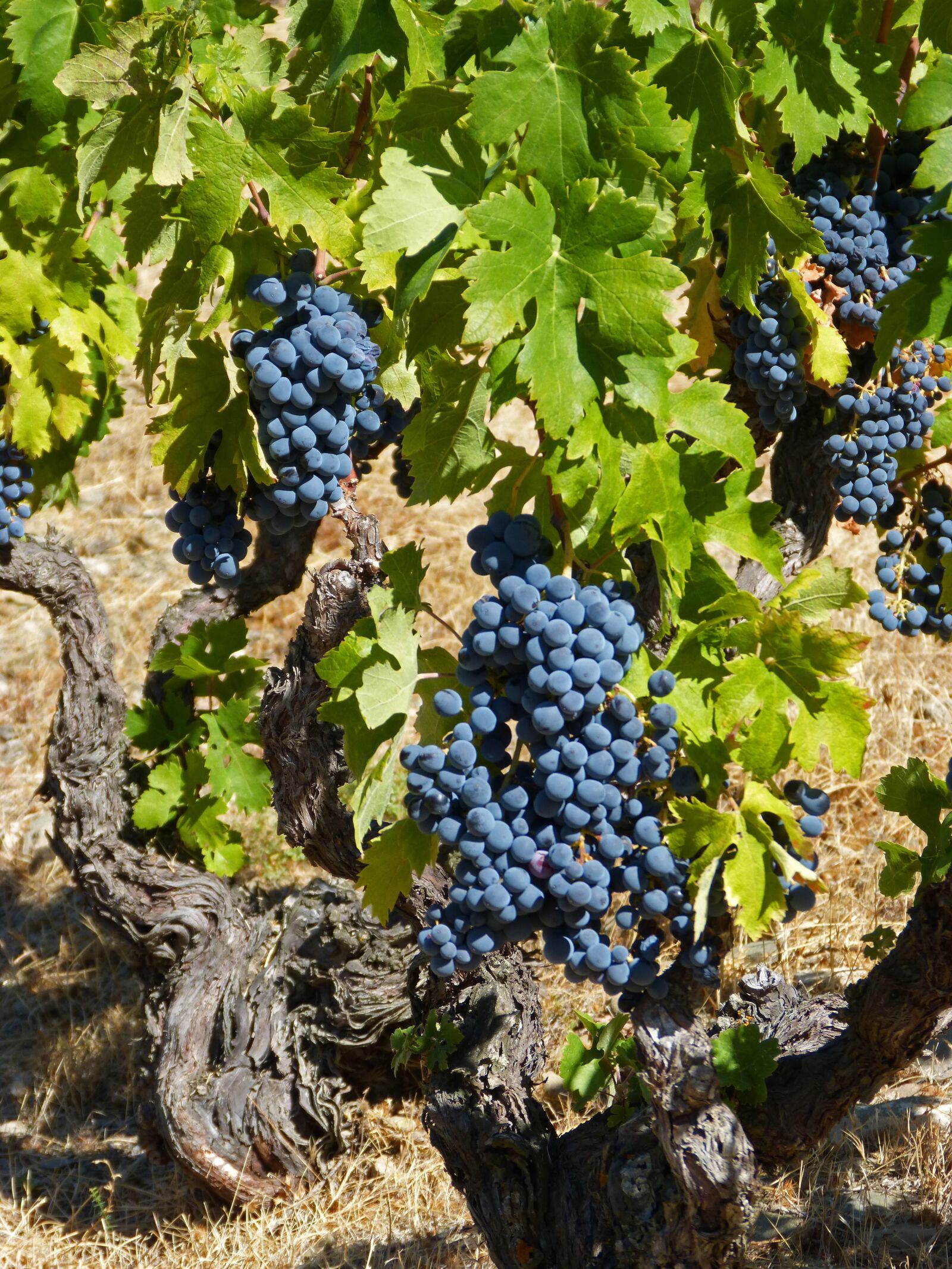 Panasonic DMC-FZ62 sample photo. Vine, priorat, old vineyard photography