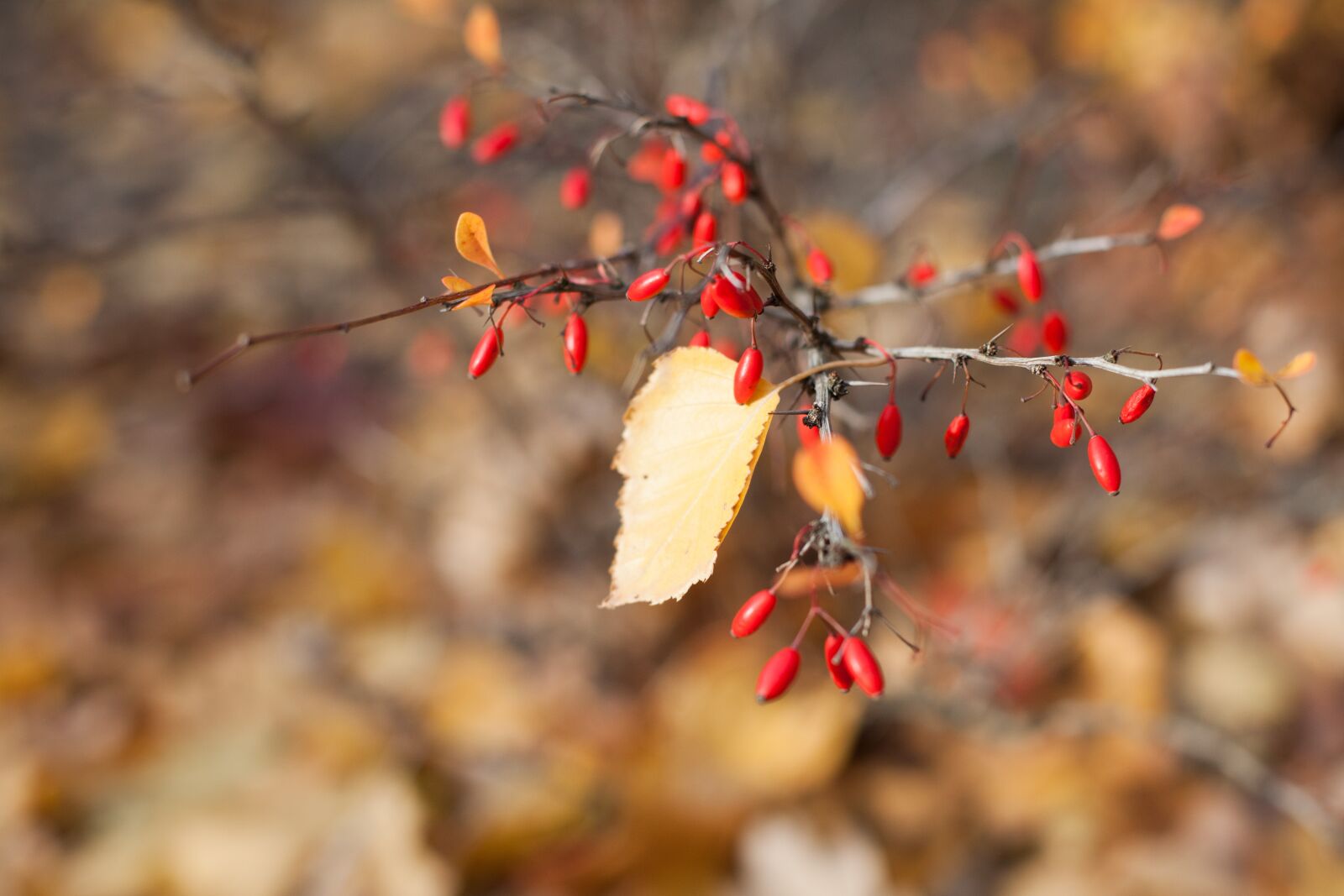 Canon EOS 5D Mark II sample photo. Autumn, foliage, forest photography
