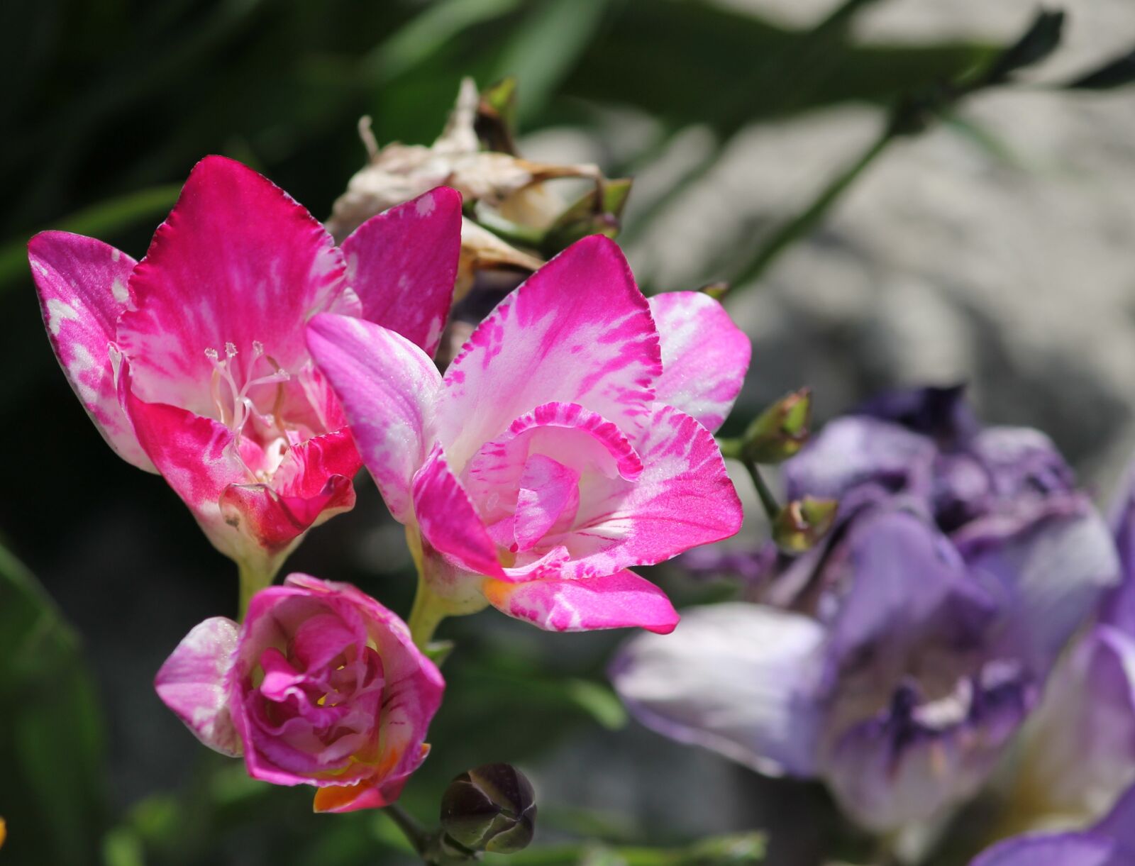 Canon EOS 1100D (EOS Rebel T3 / EOS Kiss X50) sample photo. Freesia, pink, blossom photography
