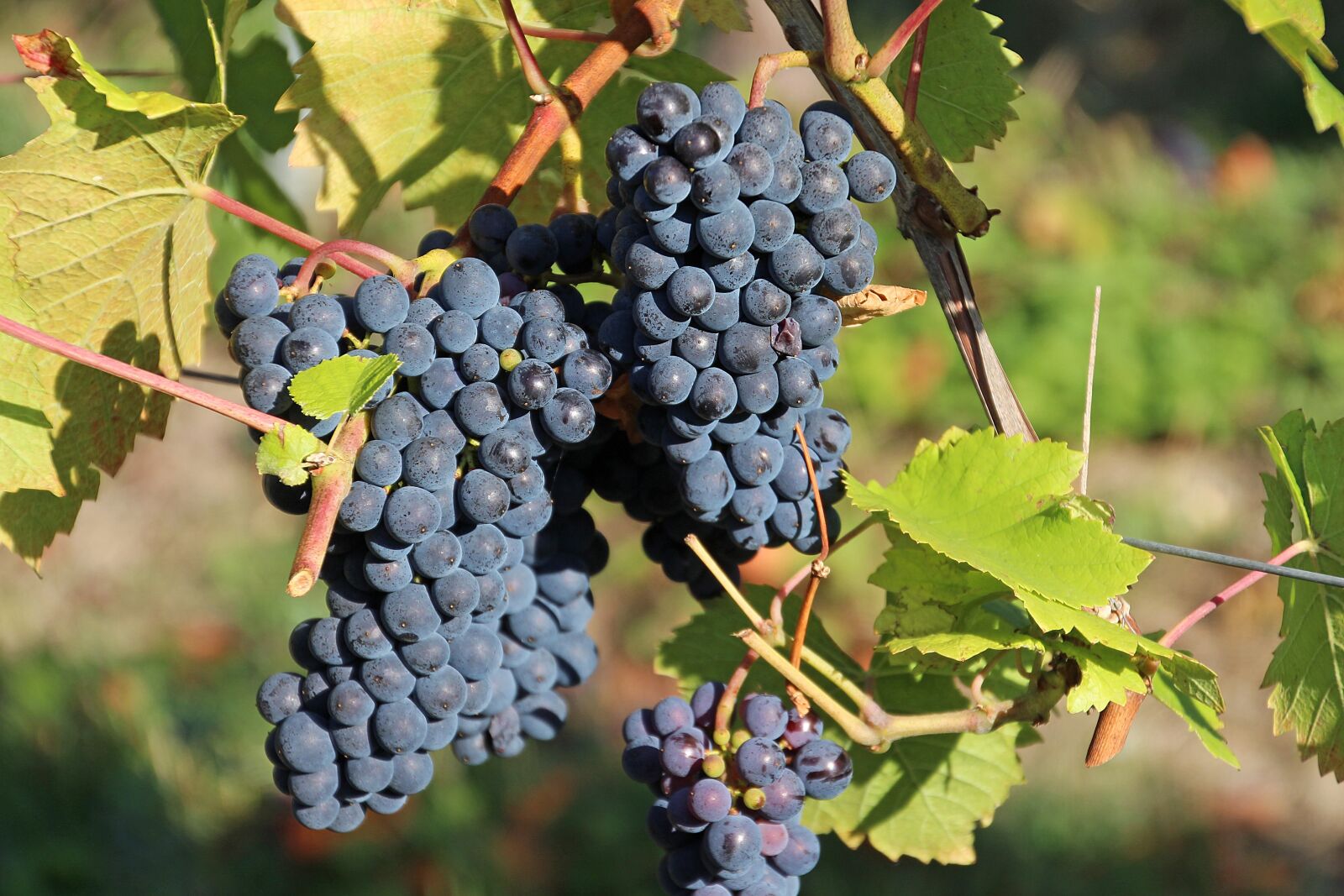 Canon EOS 700D (EOS Rebel T5i / EOS Kiss X7i) sample photo. Grapes, vines, wine photography