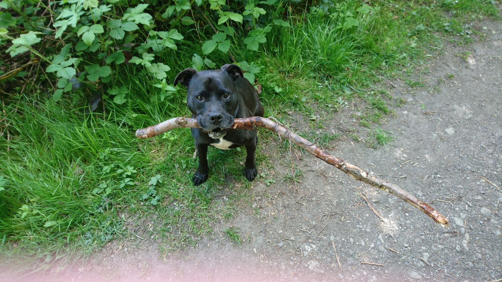 Sony Xperia X sample photo. Dog, staffie, staffordshire bull photography