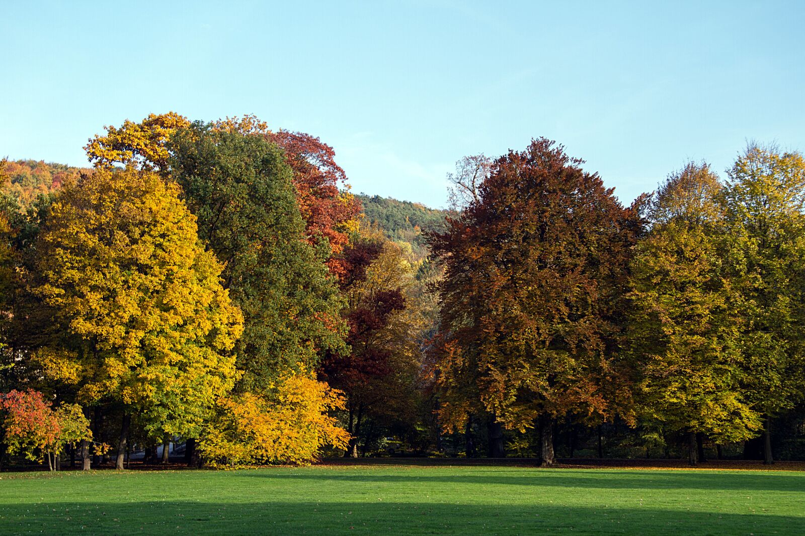 Canon EOS 7D sample photo. Autumn, leaves, fall leaves photography