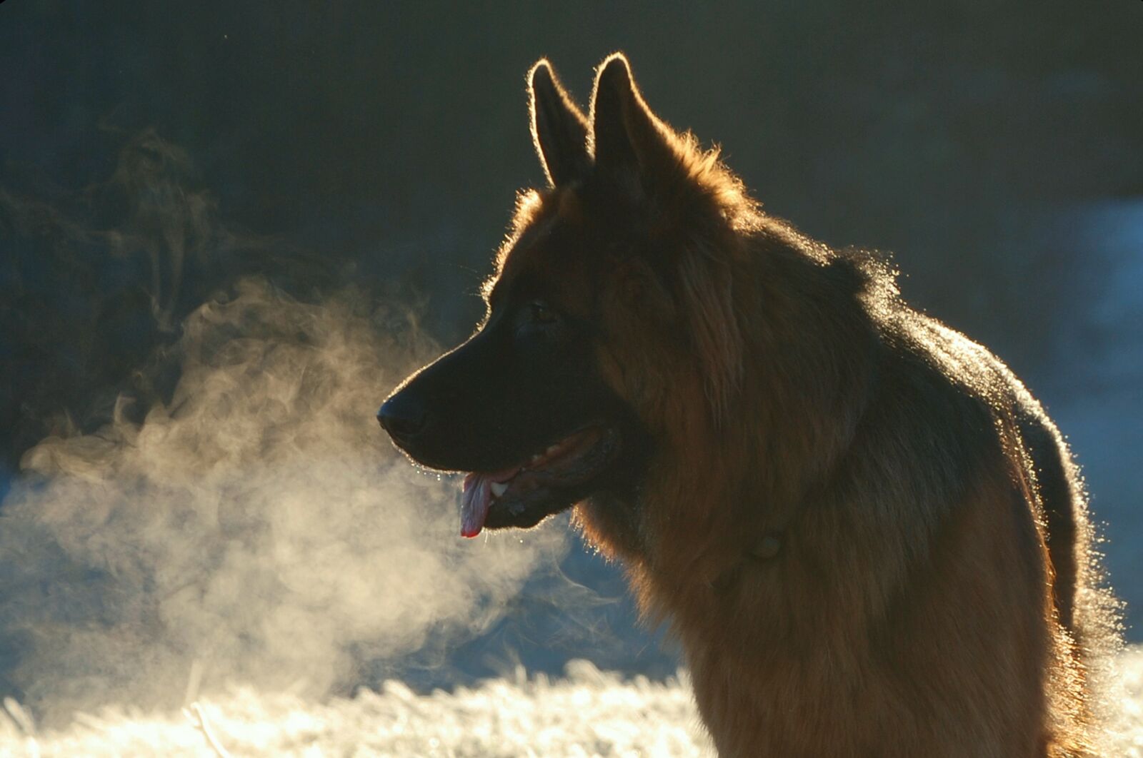 Nikon D80 sample photo. Dog, german shepherd, old photography
