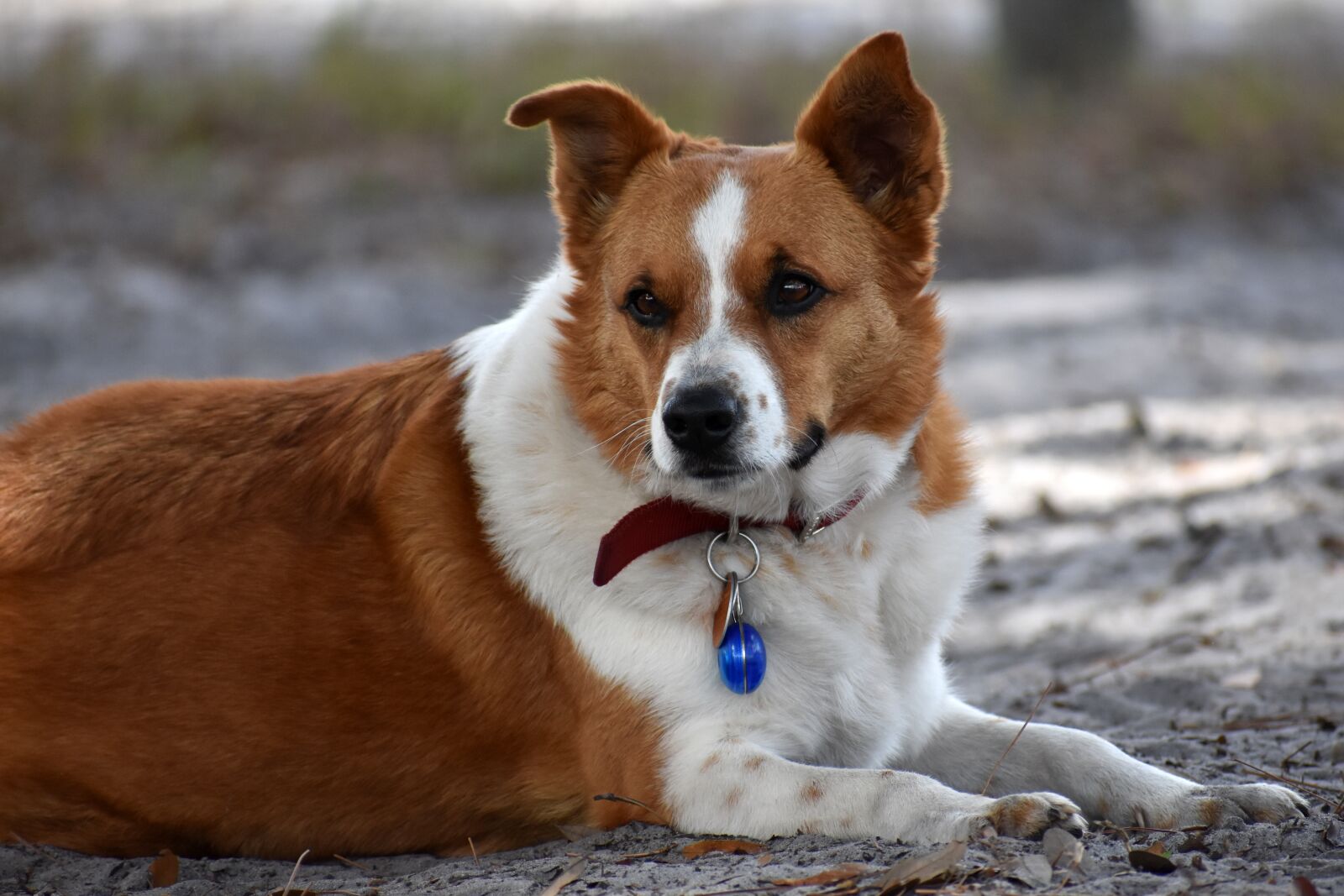 Nikon D3400 sample photo. Dog, laying, brown photography