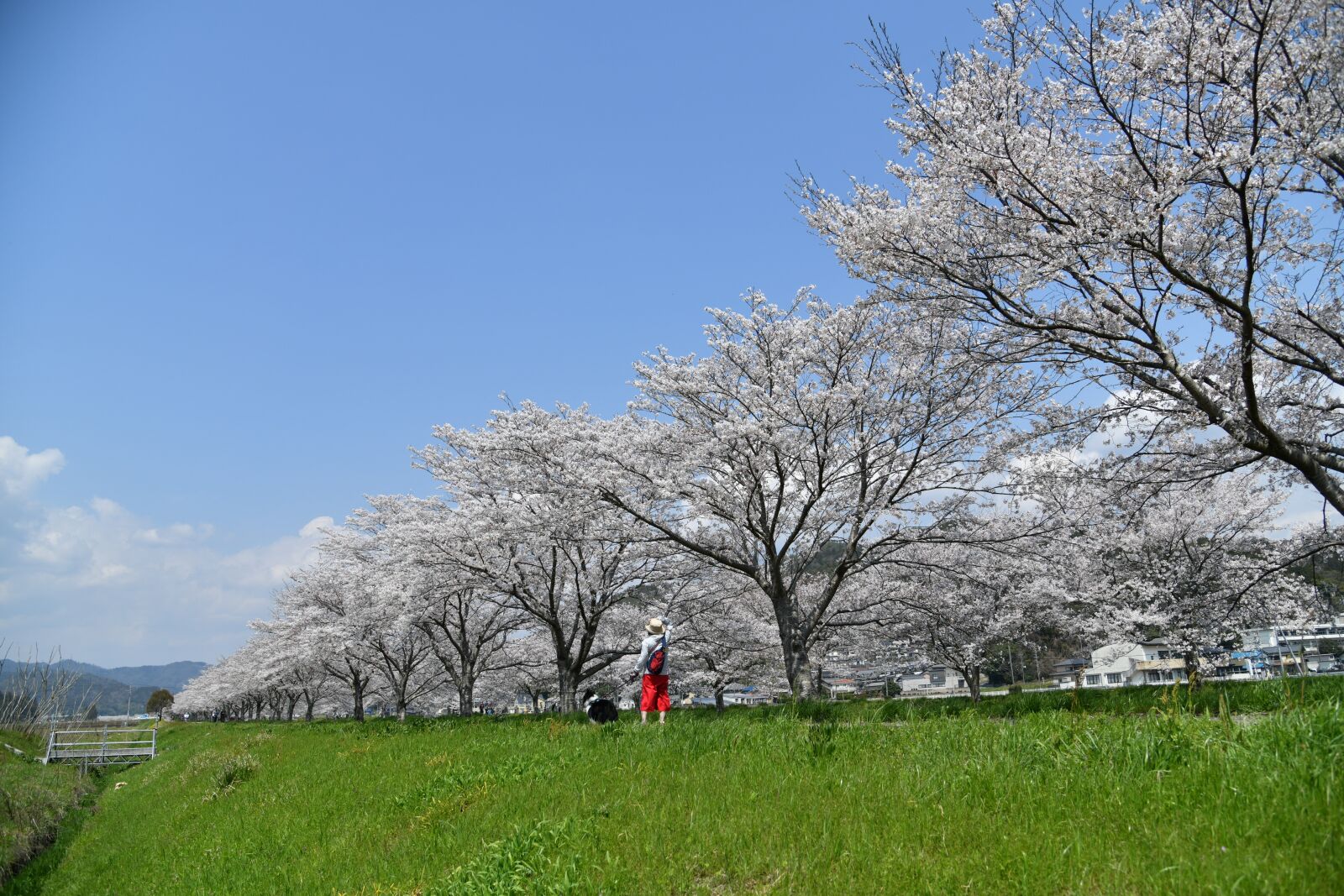 Nikon D850 sample photo. Row of cherry blossom photography