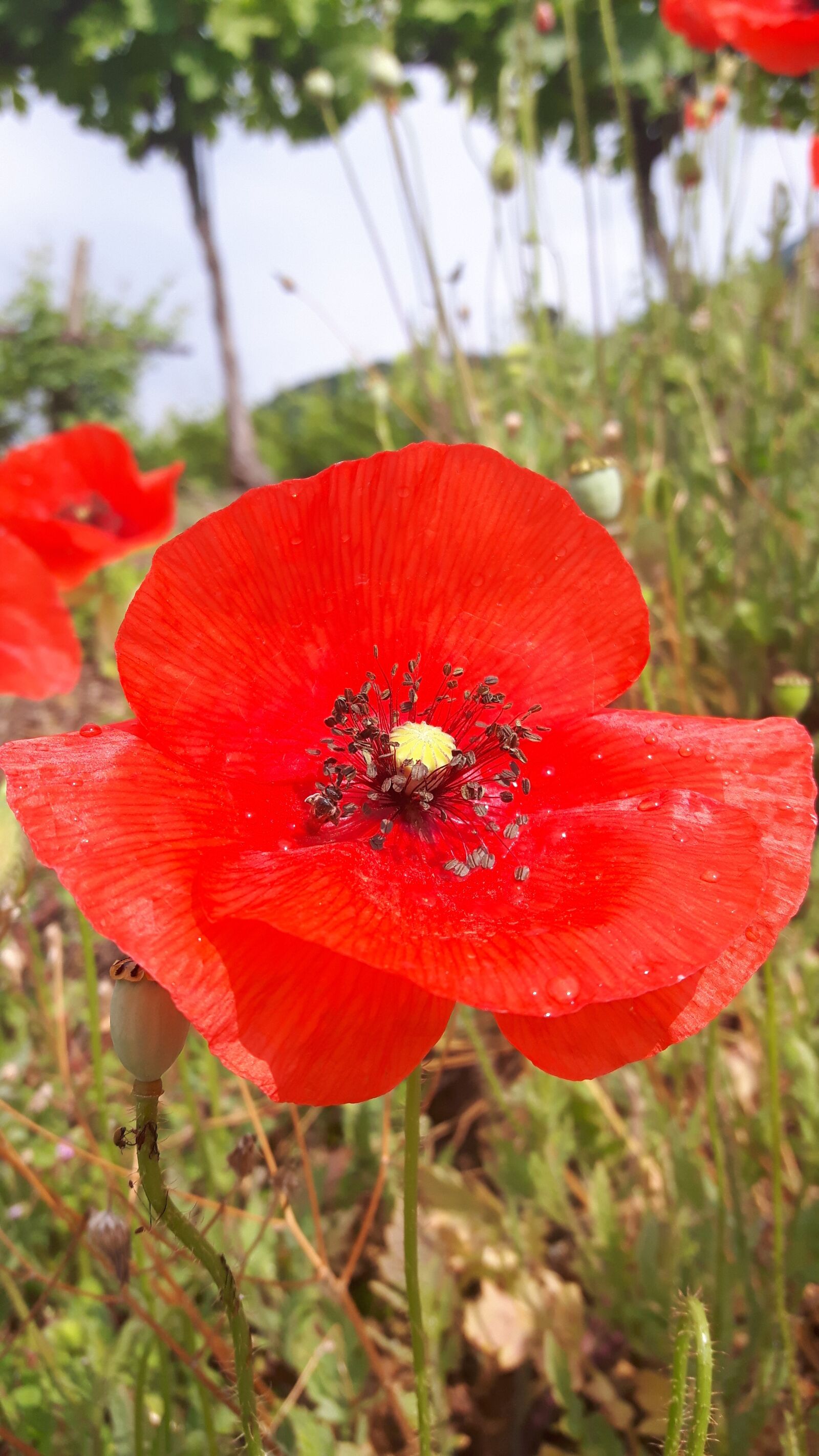 Samsung Galaxy S5 Neo sample photo. Poppy, red flowers, nature photography
