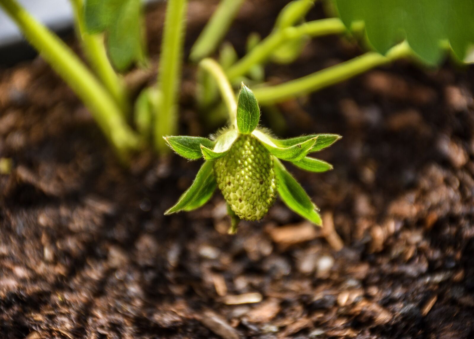Nikon D5600 sample photo. Strawberry, fruit, berry photography