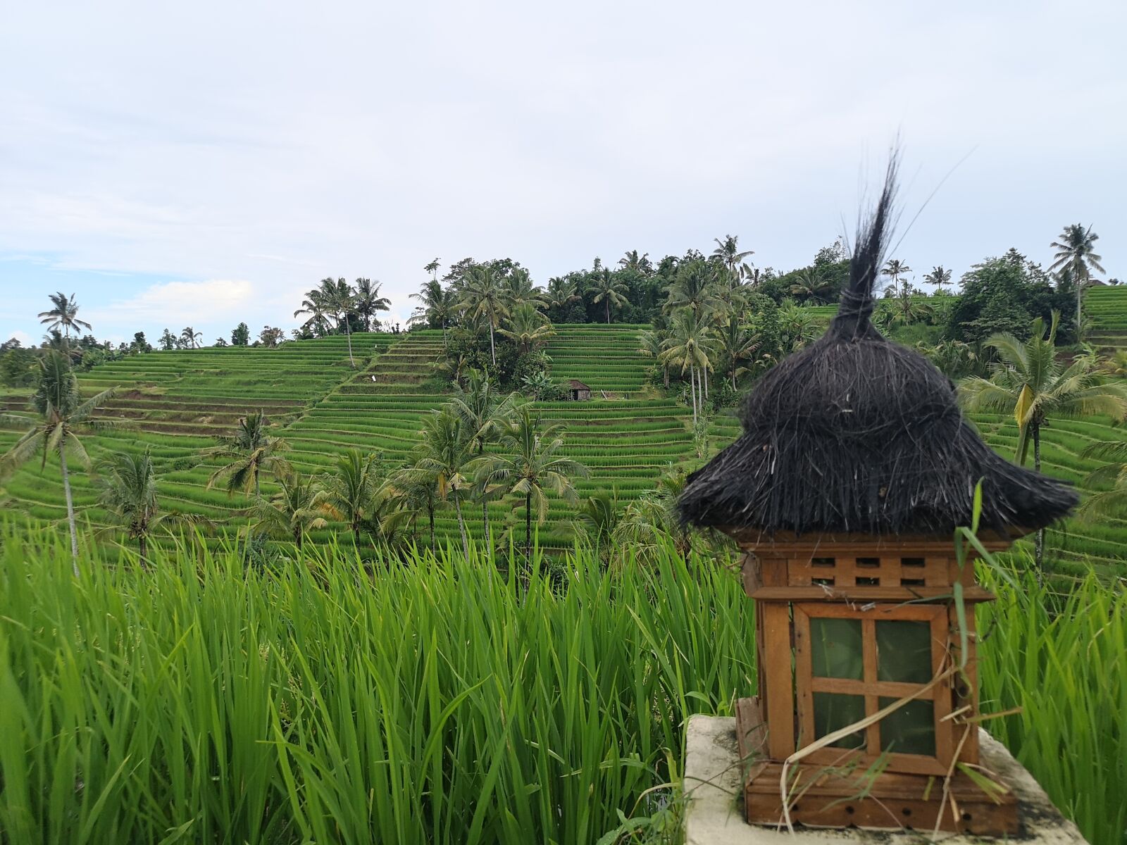HUAWEI CLT-L09 sample photo. Paddy, green, nature photography