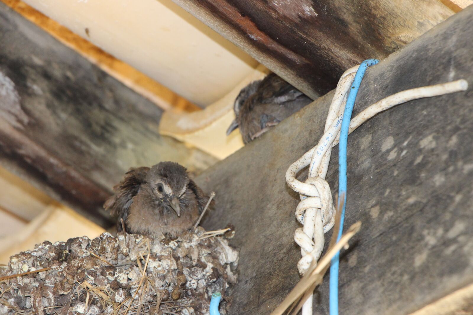 Canon EOS 700D (EOS Rebel T5i / EOS Kiss X7i) sample photo. Nature, bird photography