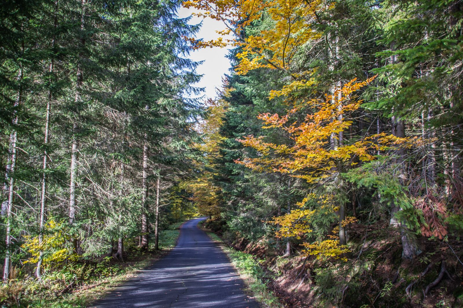 Nikon D3100 sample photo. Autumn, path, nature photography