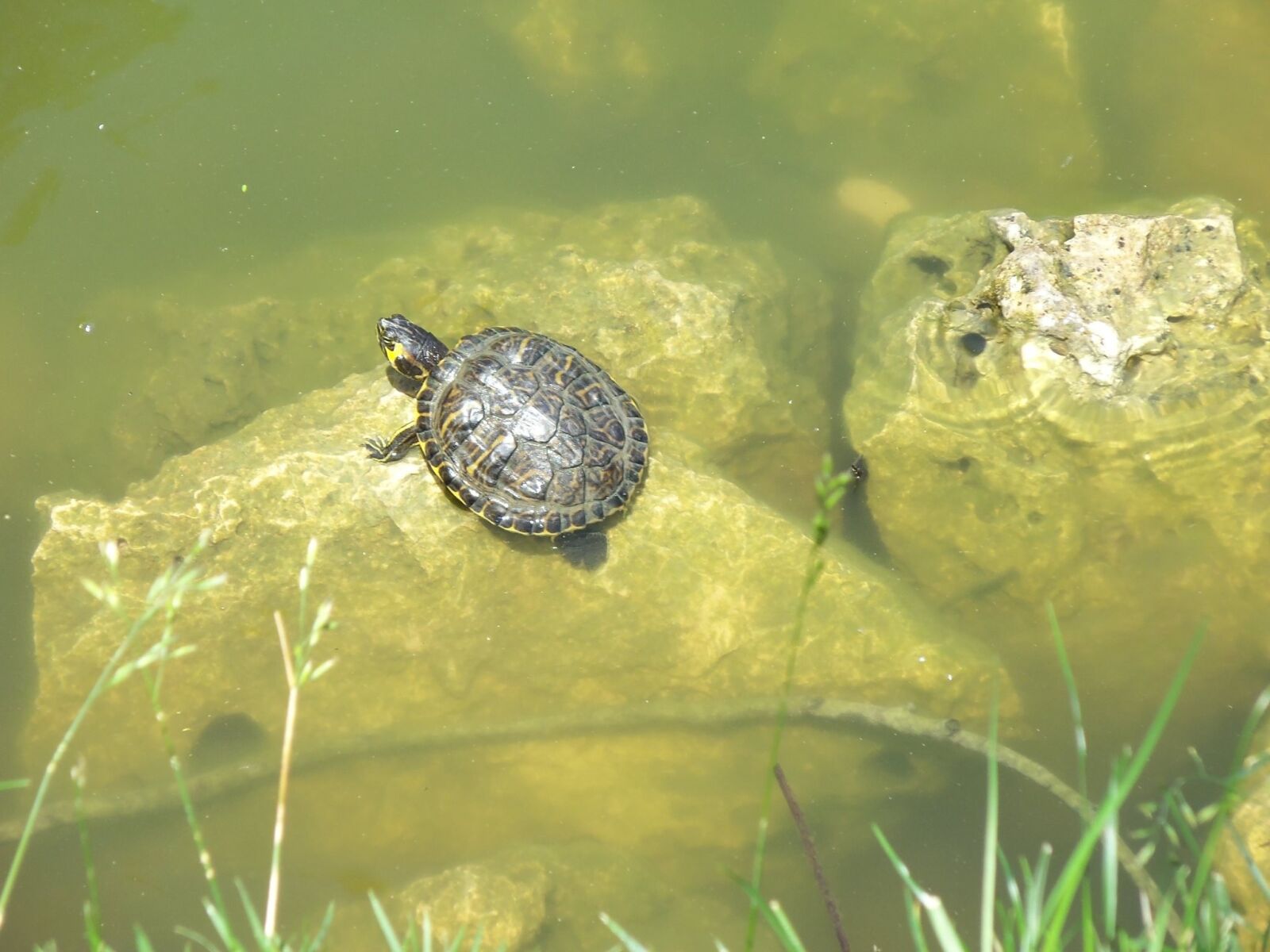 Kodak EASYSHARE M580 DIGITAL CAMERA sample photo. Nature, pond, river photography