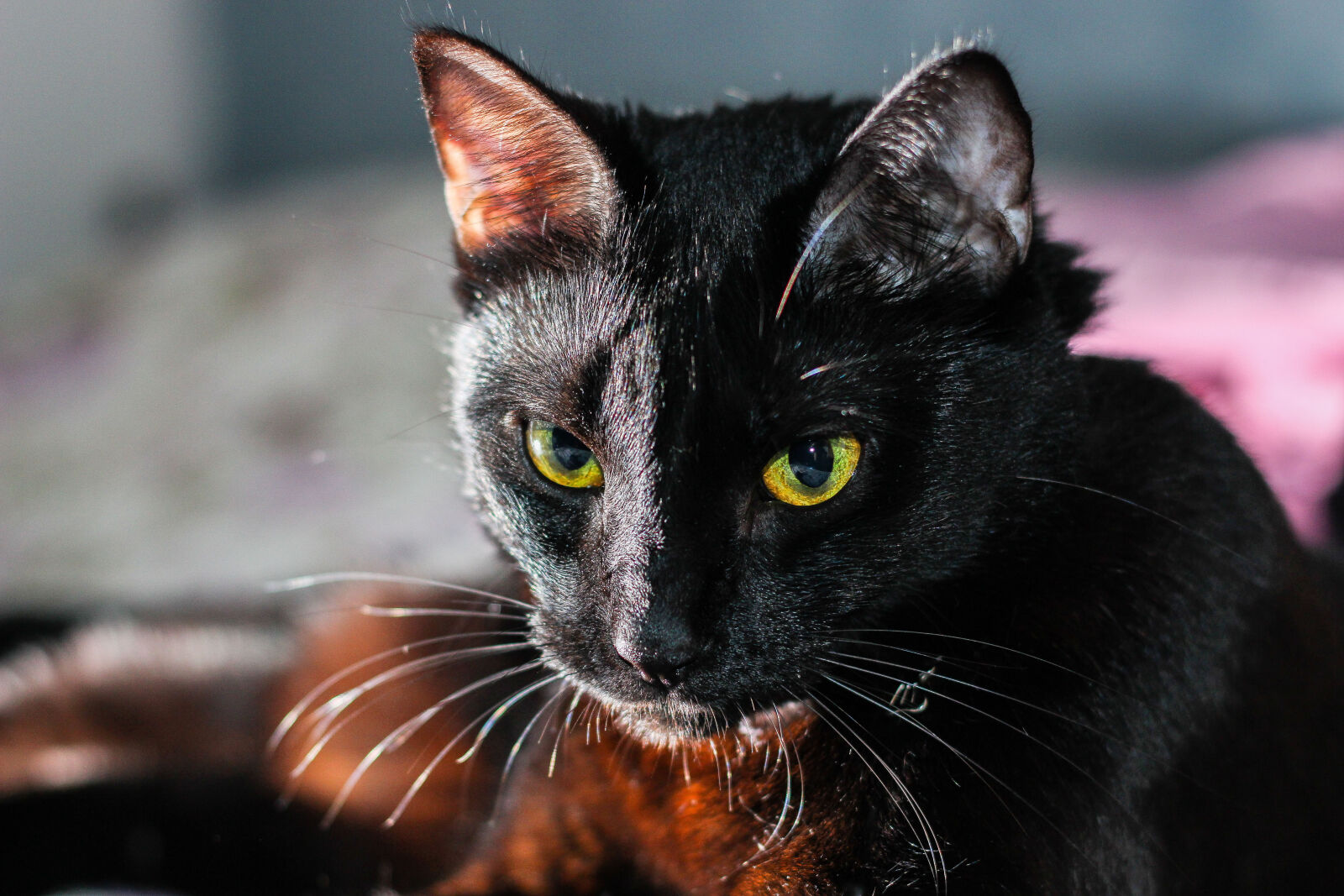 Canon EOS 700D (EOS Rebel T5i / EOS Kiss X7i) + Canon EF 50mm F1.8 II sample photo. Animal, black, cat, cat photography