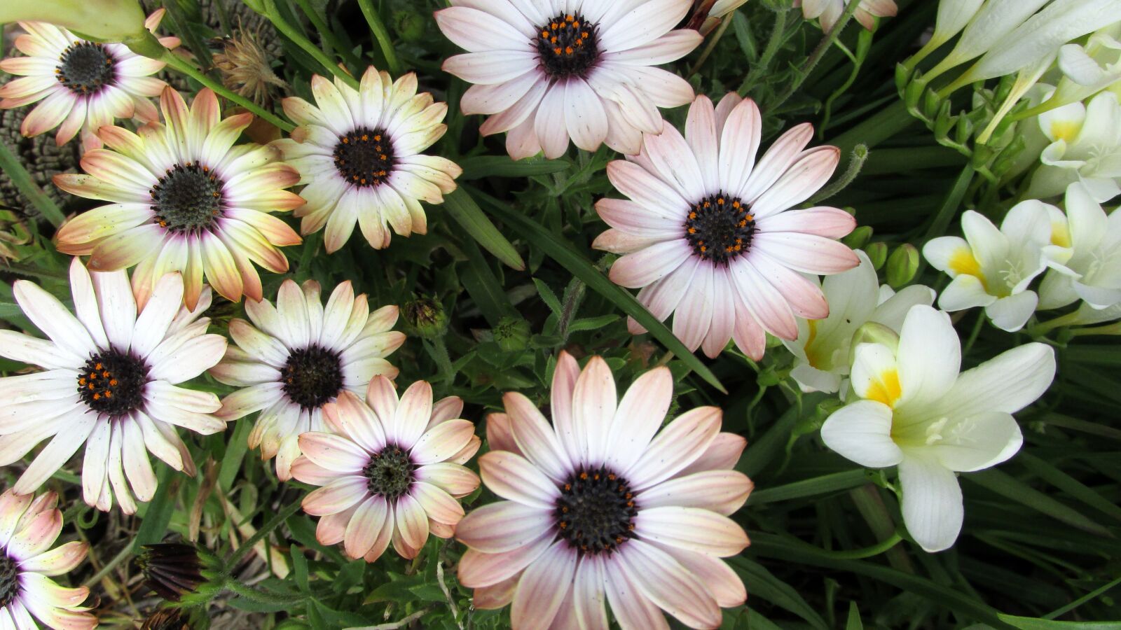 Canon PowerShot SX170 IS sample photo. Sun daisies, garden, plants photography