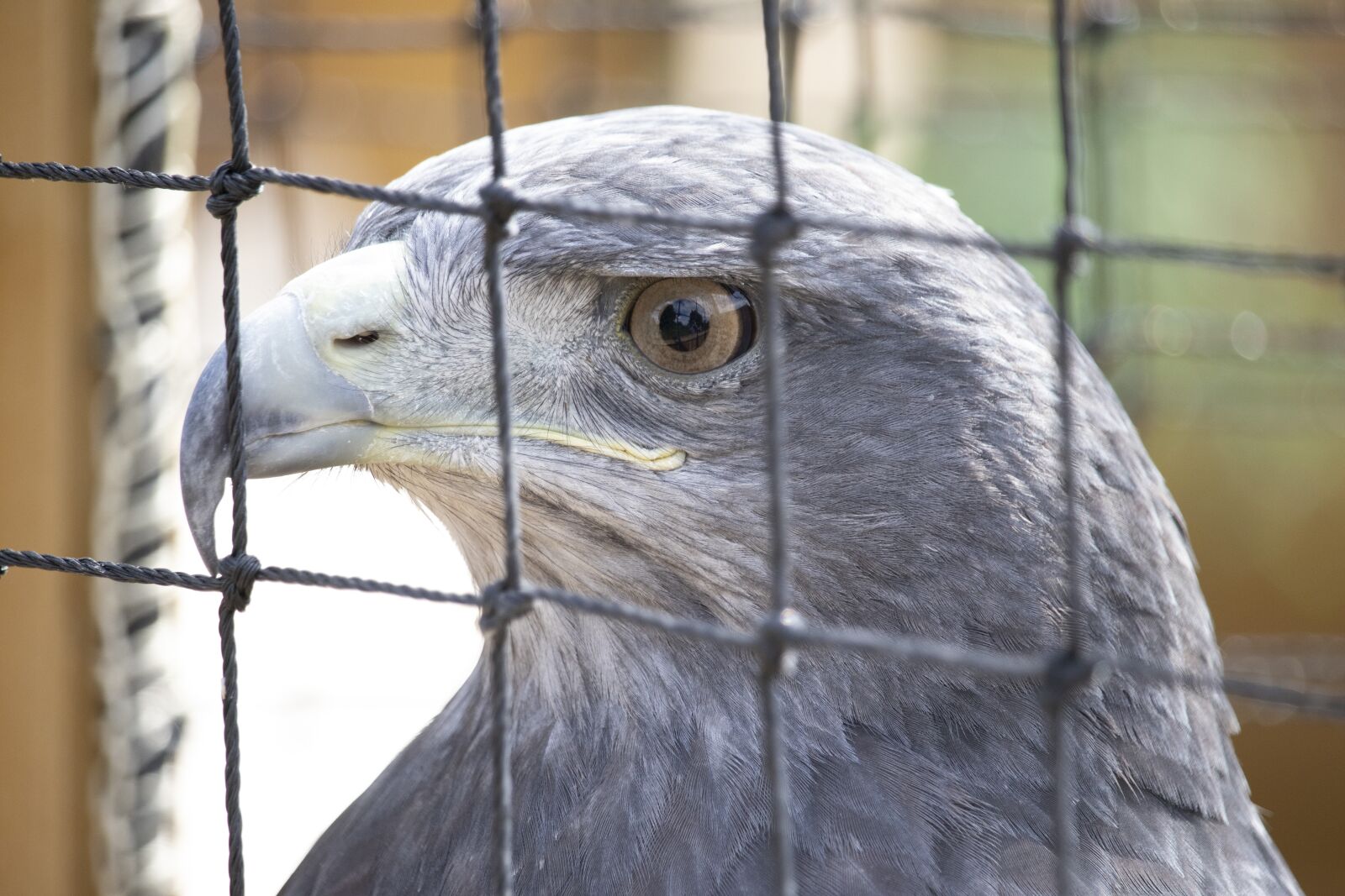 Canon EOS 77D (EOS 9000D / EOS 770D) sample photo. Raptor, bird of prey photography