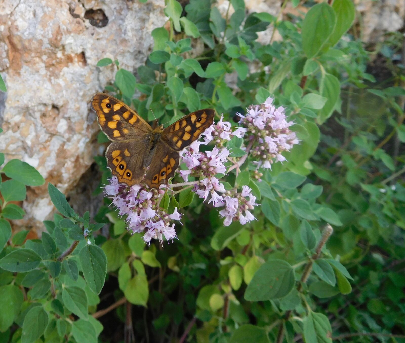 Nikon Coolpix S7000 sample photo. Butterfly, speckled wood, nature photography