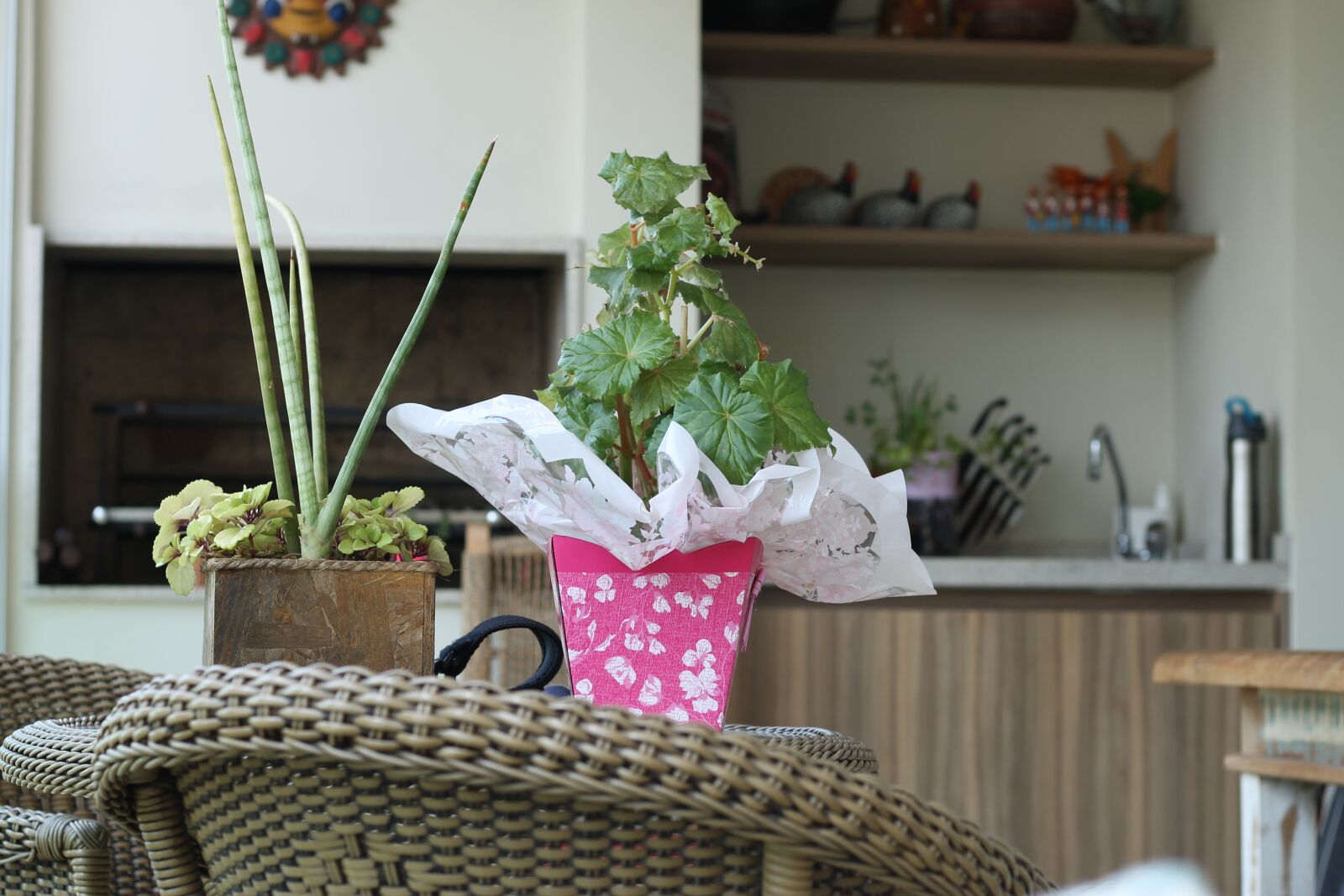Canon EOS 1100D (EOS Rebel T3 / EOS Kiss X50) sample photo. Home, vase, balcony photography