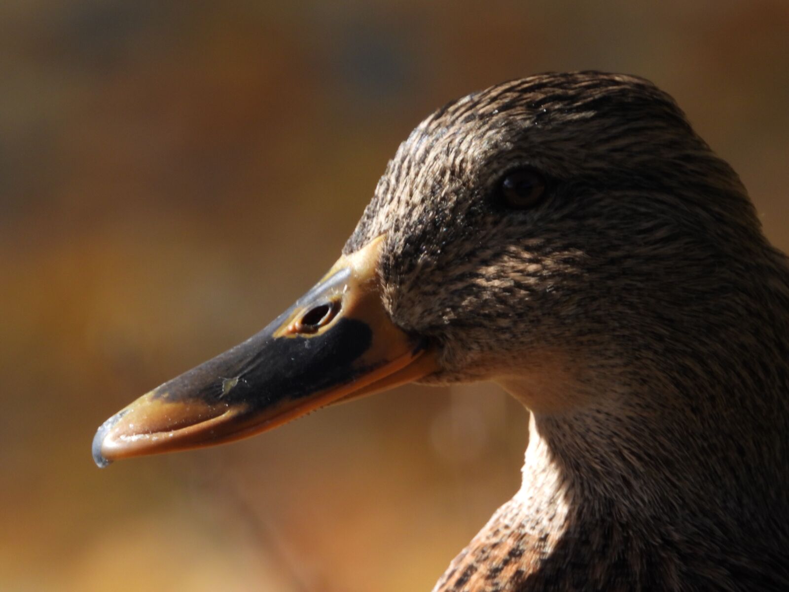 Nikon Coolpix P1000 sample photo. Duck, bird, figure photography