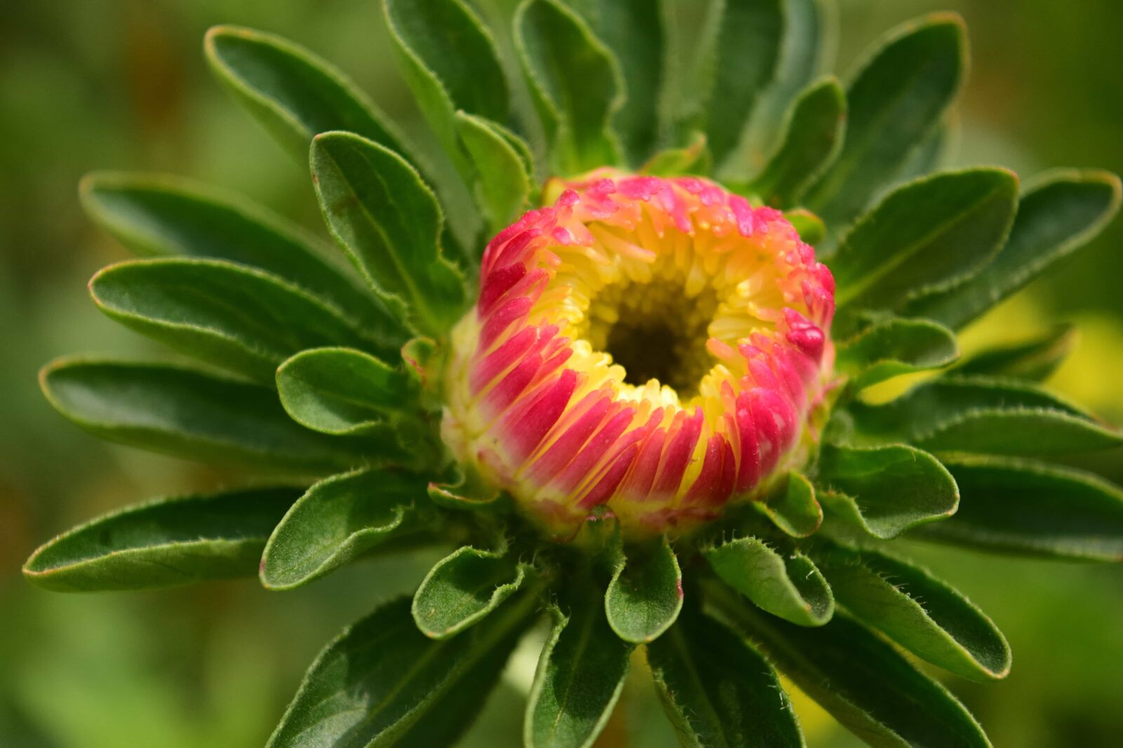 Nikon D3300 sample photo. Summer, garden, nature, flower photography
