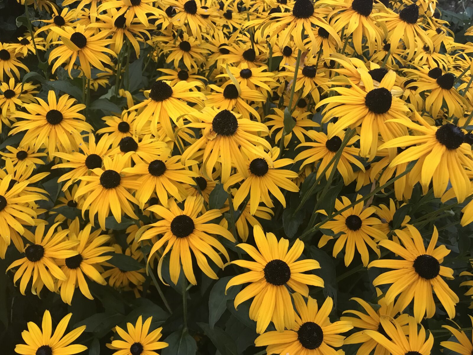 iPhone 7 back camera 3.99mm f/1.8 sample photo. Flowers, yellow, spring photography
