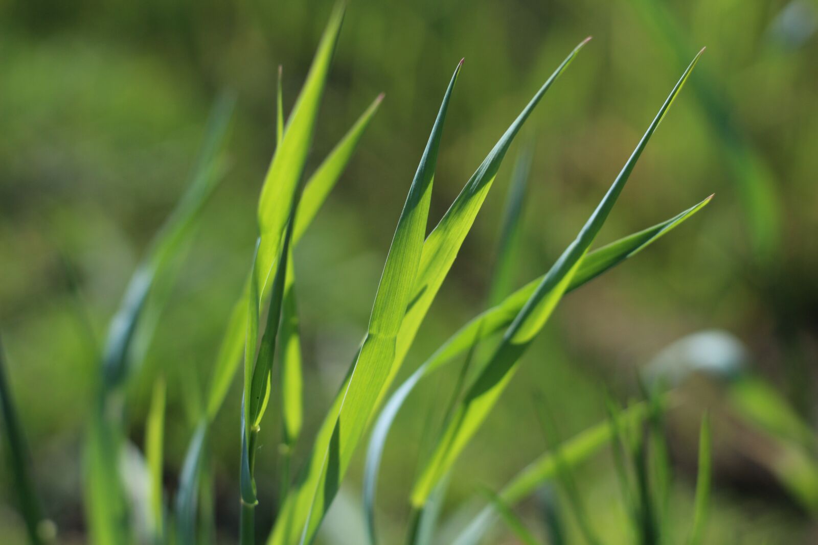 Canon EOS 1200D (EOS Rebel T5 / EOS Kiss X70 / EOS Hi) sample photo. Grass, plant, pulse photography
