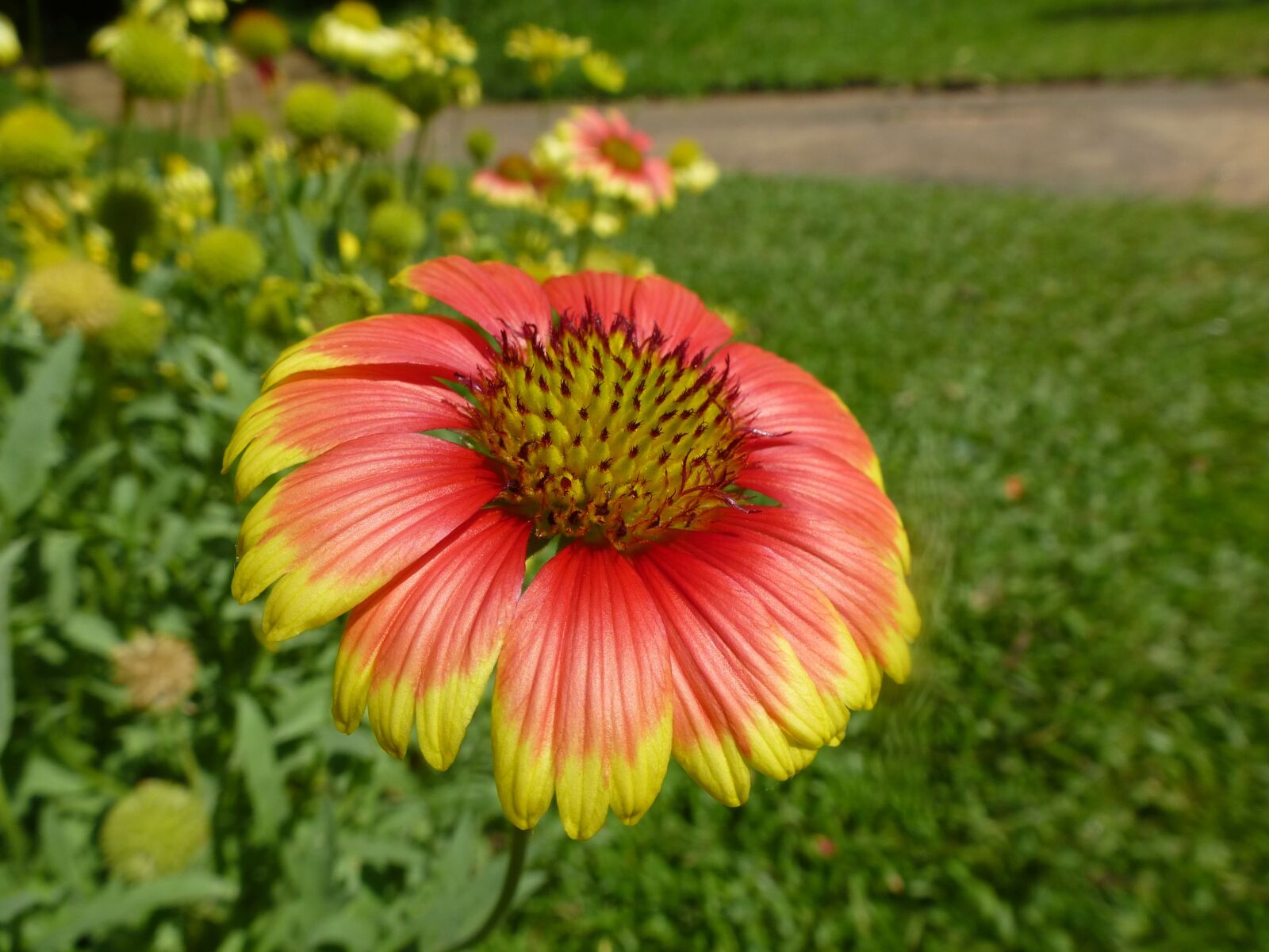 Panasonic Lumix DMC-ZS15 (Lumix DMC-TZ25) sample photo. Flower, red, yellow photography